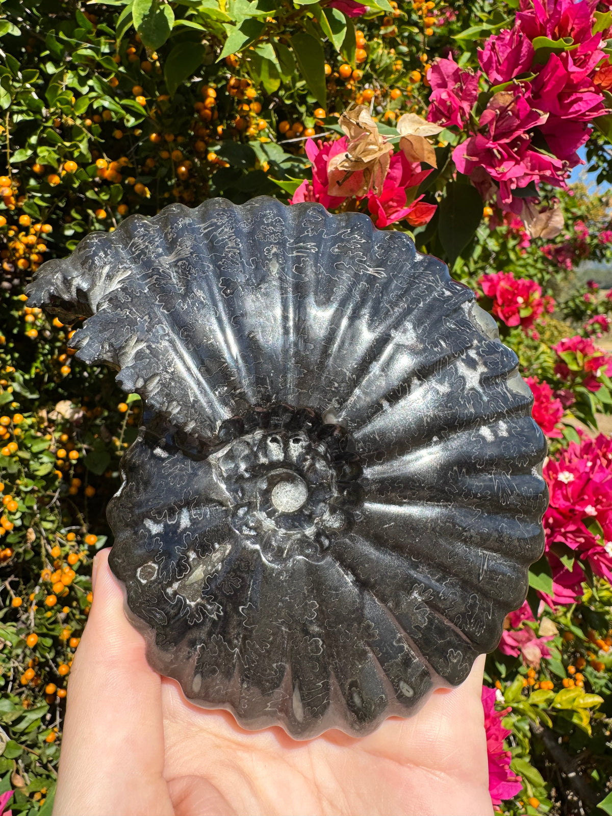 Fossils