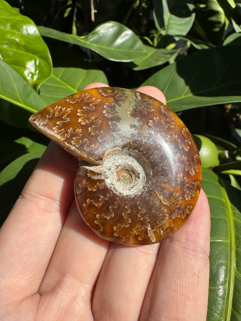 Fossils