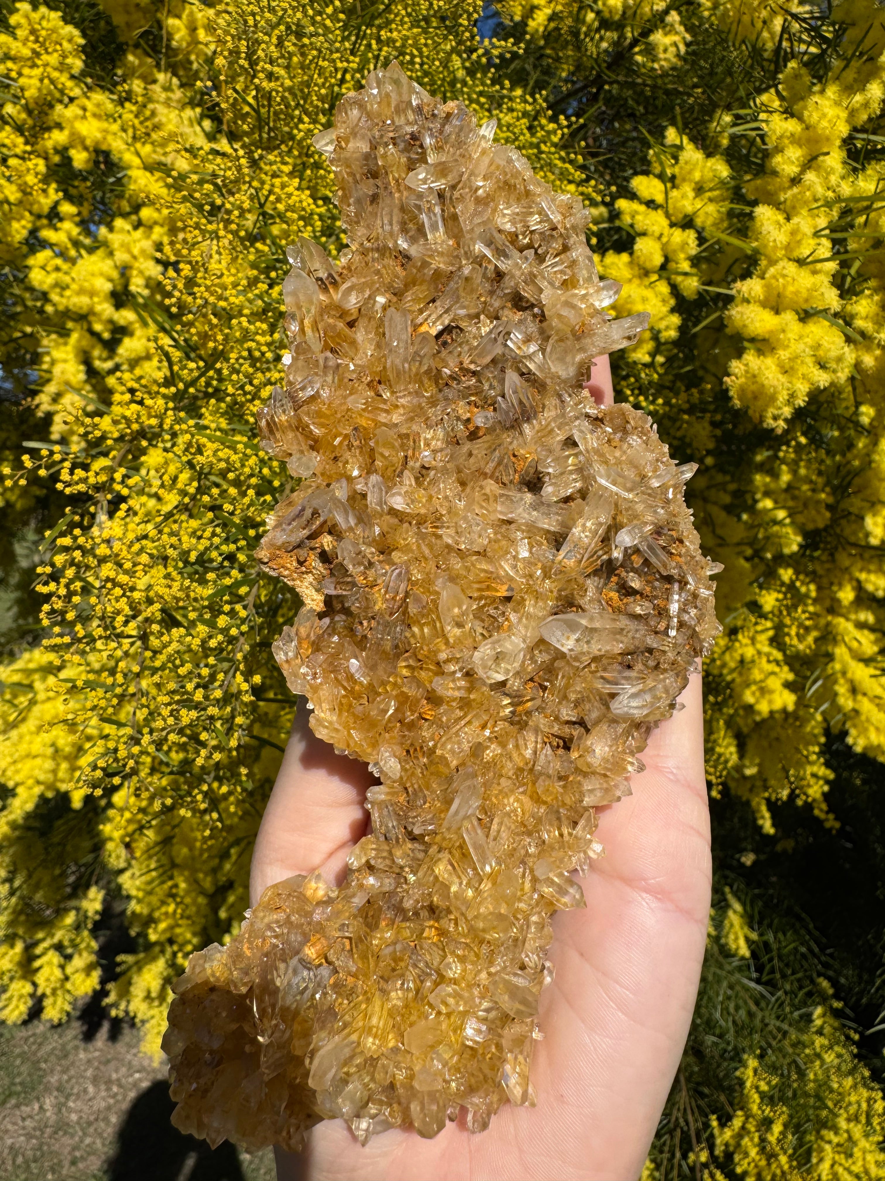 Golden Healer Quartz Floater Cluster with Multiple DT Crystals - High Quality