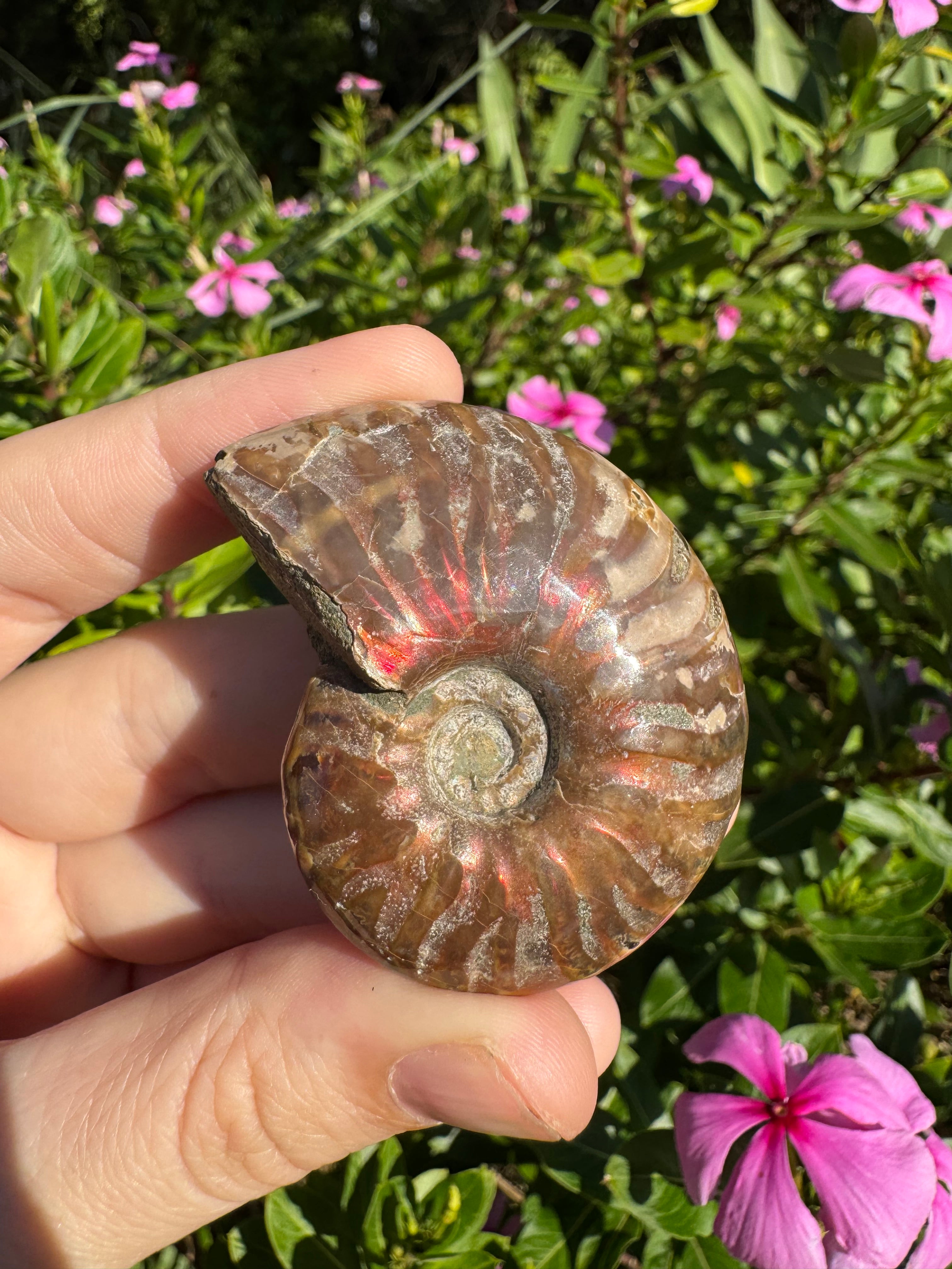 Opalised Ammonite Fossil - Red Flash