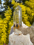 Himalayan Rutile-Included Citrine Quartz Cluster on Matrix