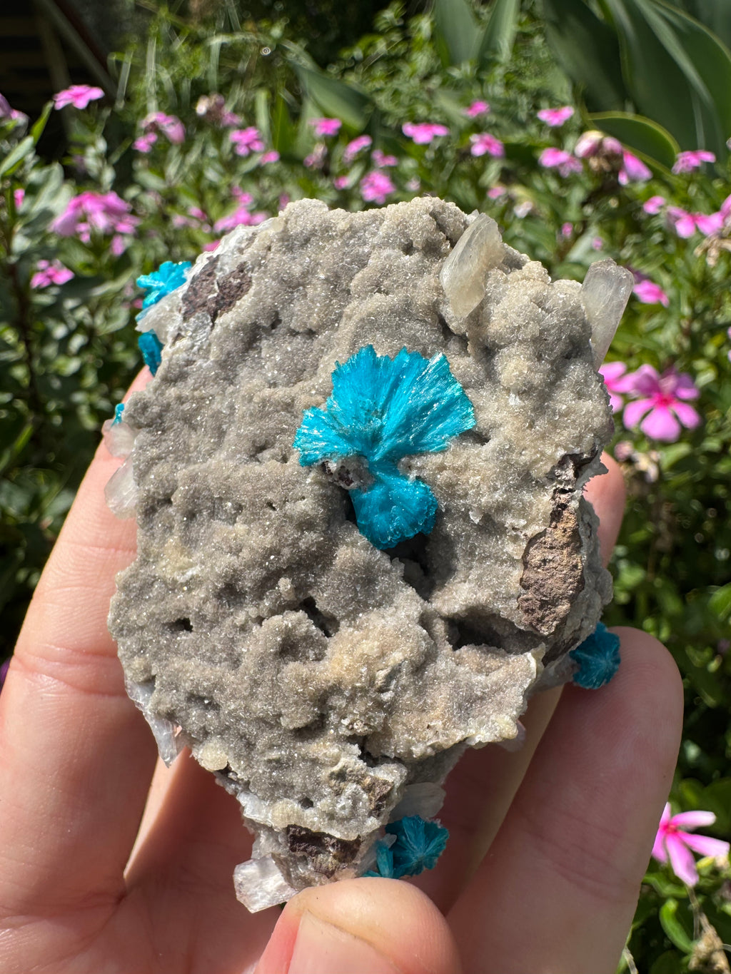 Cavansite On Zeolite Mineral Specimen