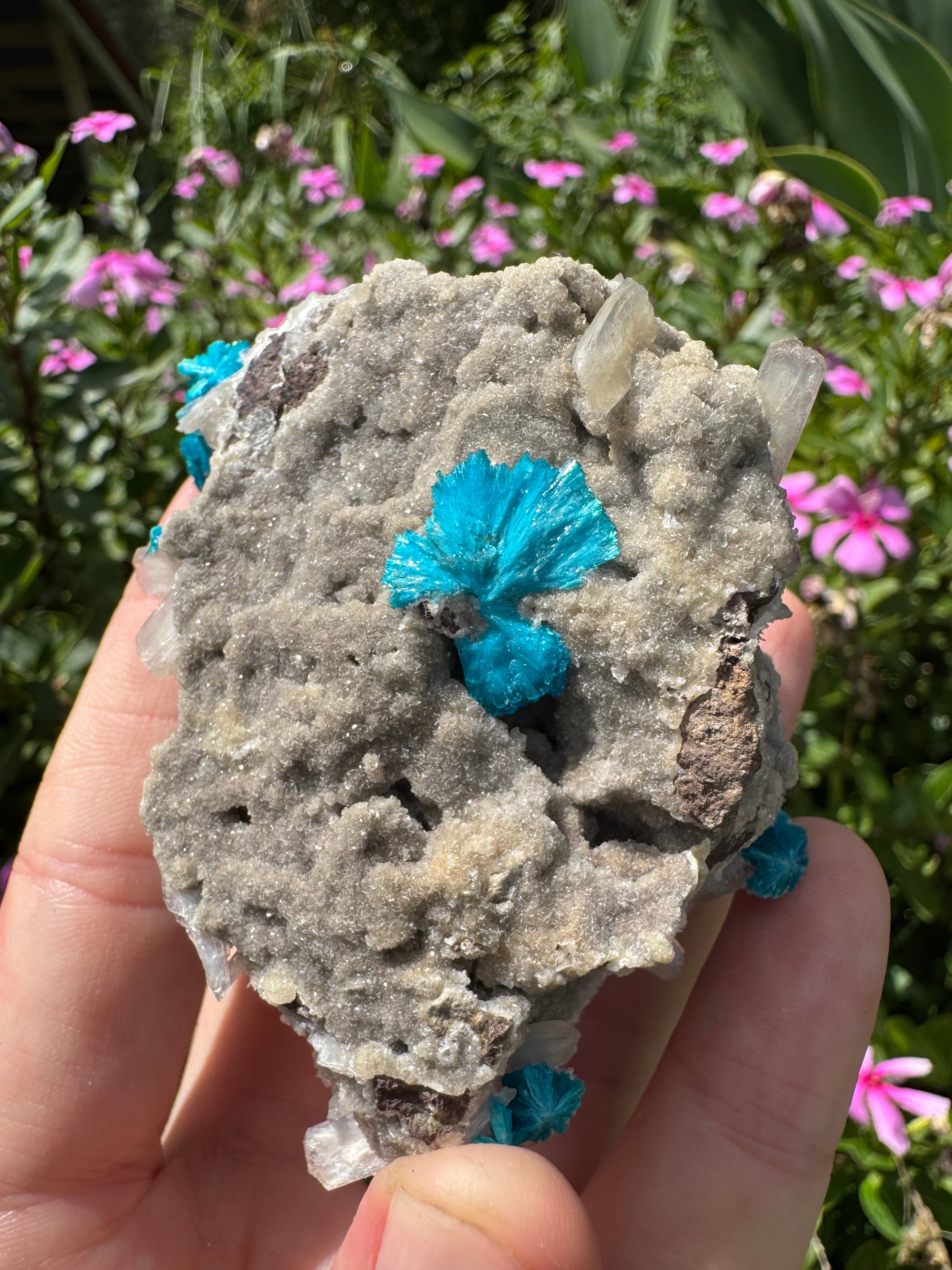 Cavansite On Zeolite Mineral Specimen
