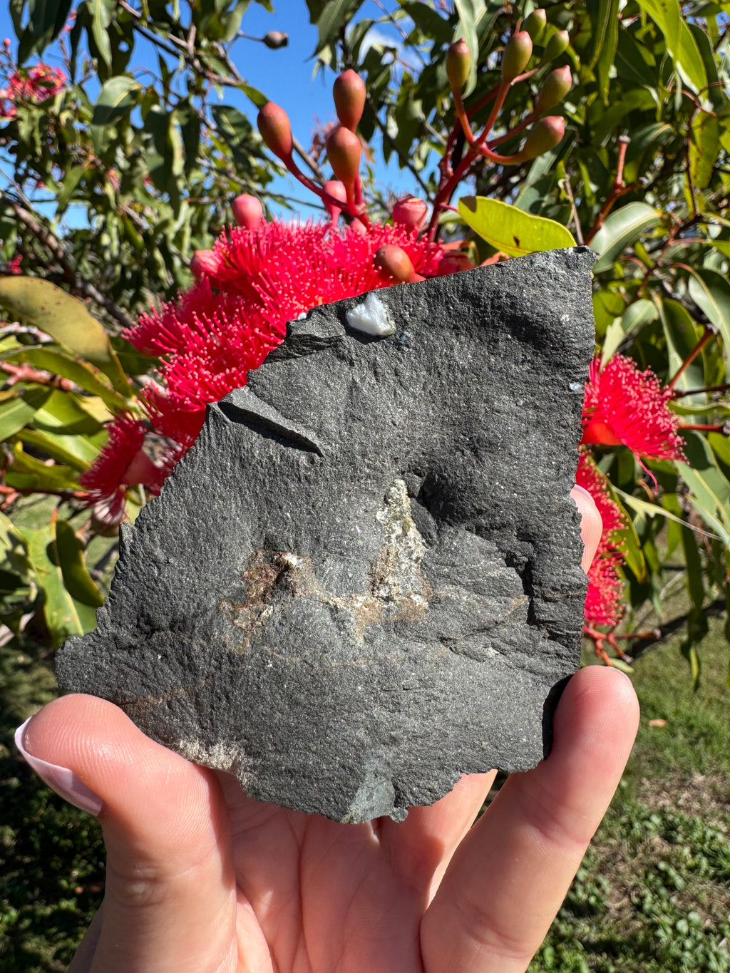 Amethyst Point in Basalt Matrix - Brandberg