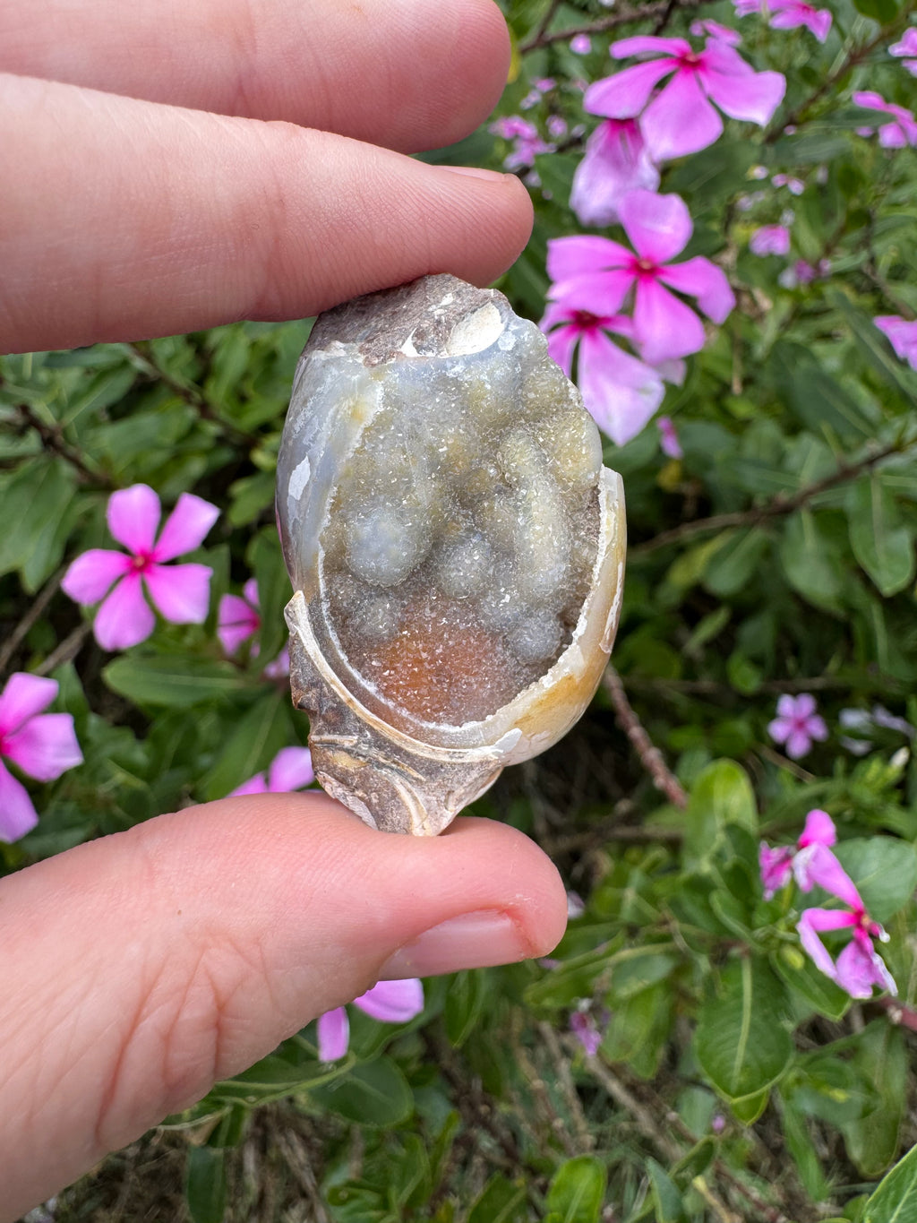 Spiralite ‘Gastropod’ Fossil