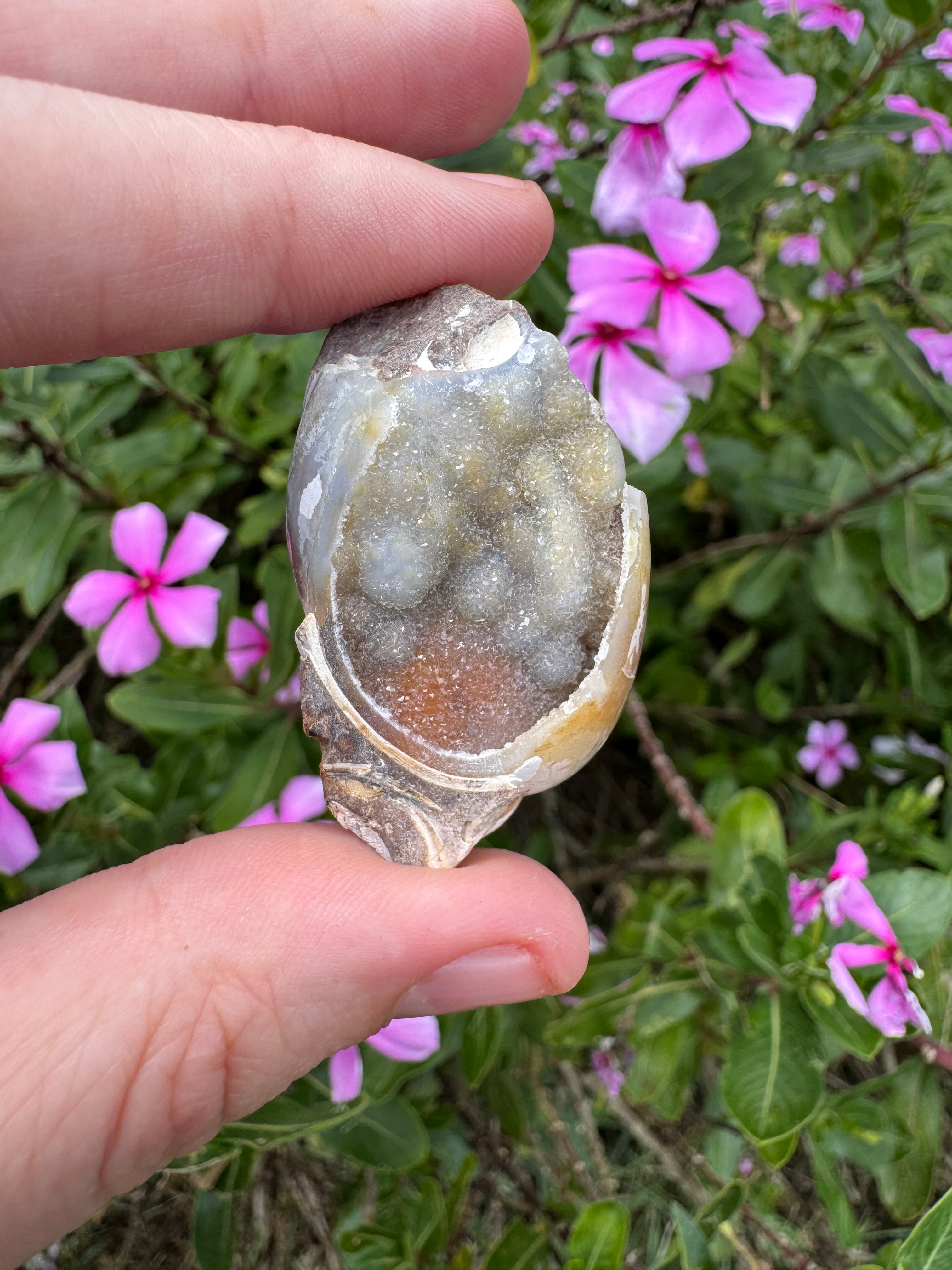 Spiralite ‘Gastropod’ Fossil