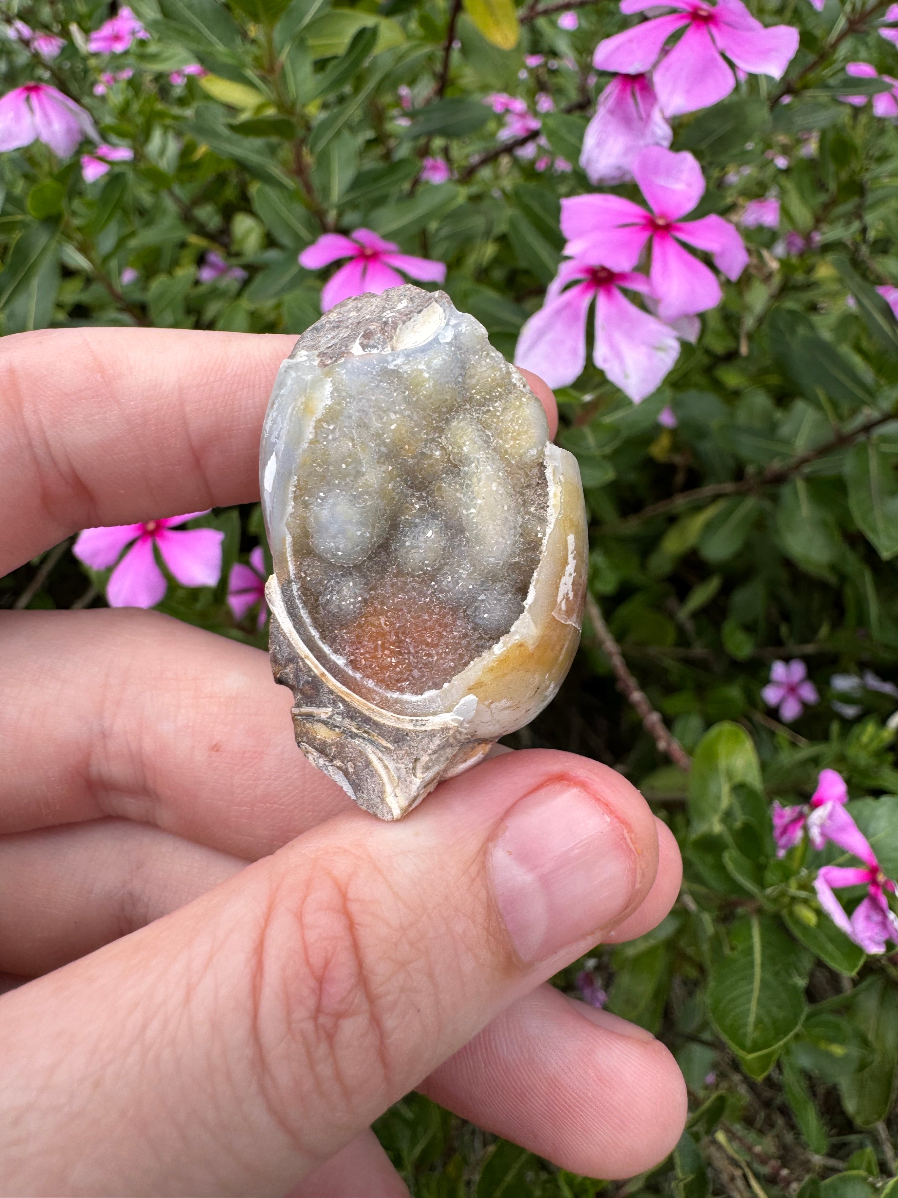 Spiralite ‘Gastropod’ Fossil
