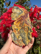 Crazy Lace Agate Polished Slice - Hamersley Ranges