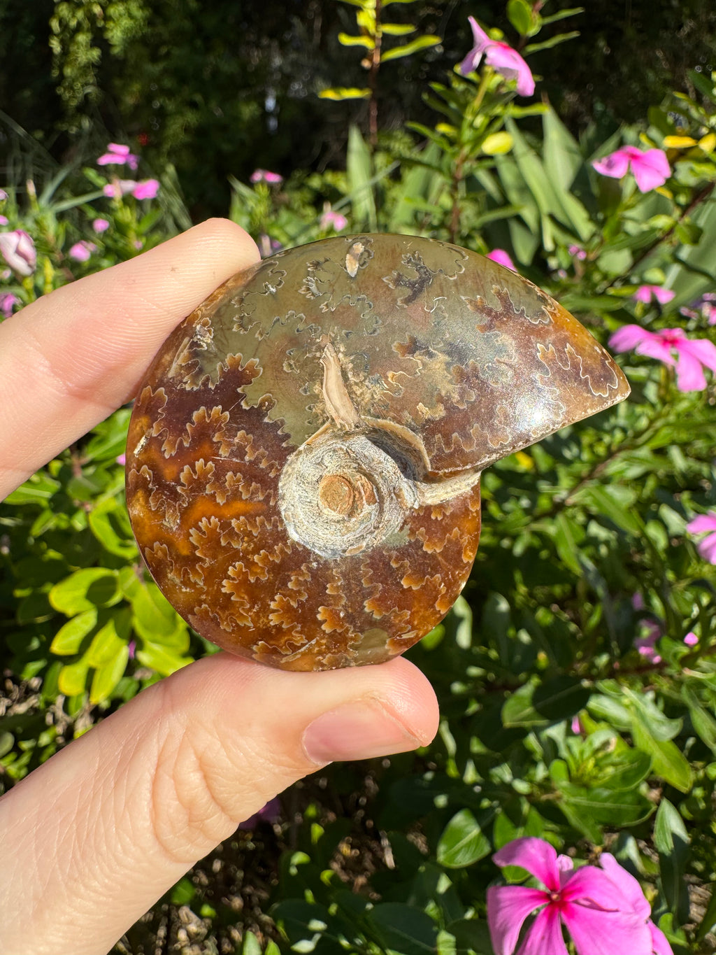 Opalised Ammonite Fossil - Dendritic