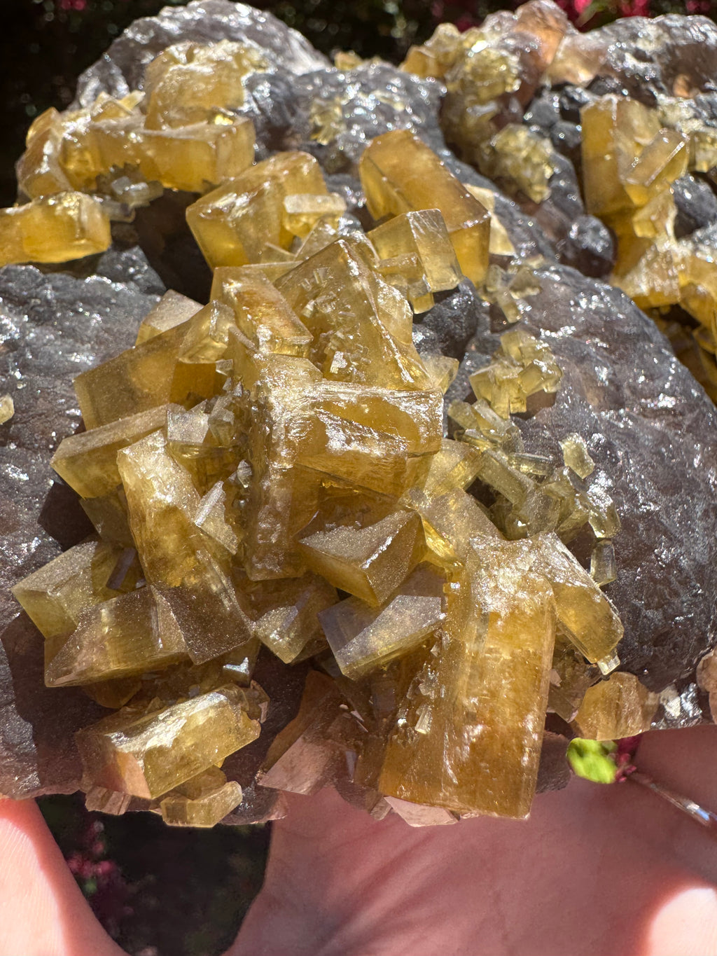 Golden Barite With Botryoidal Chocolate Calcite Specimen | 1.6kg
