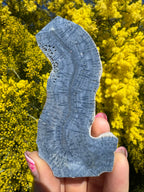 Blue Lace Agate Coral Fossil Slice