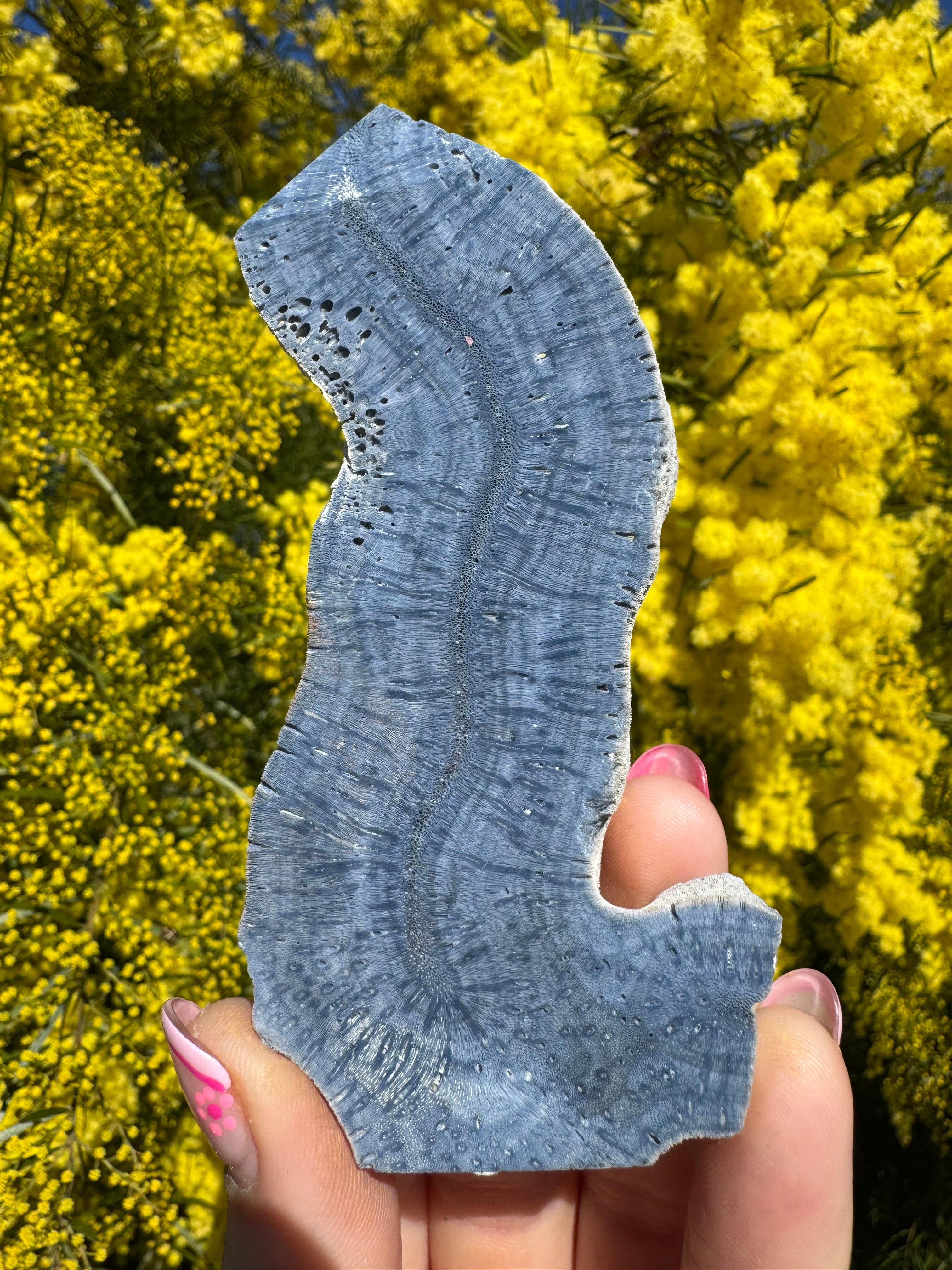Blue Lace Agate Coral Fossil Slice