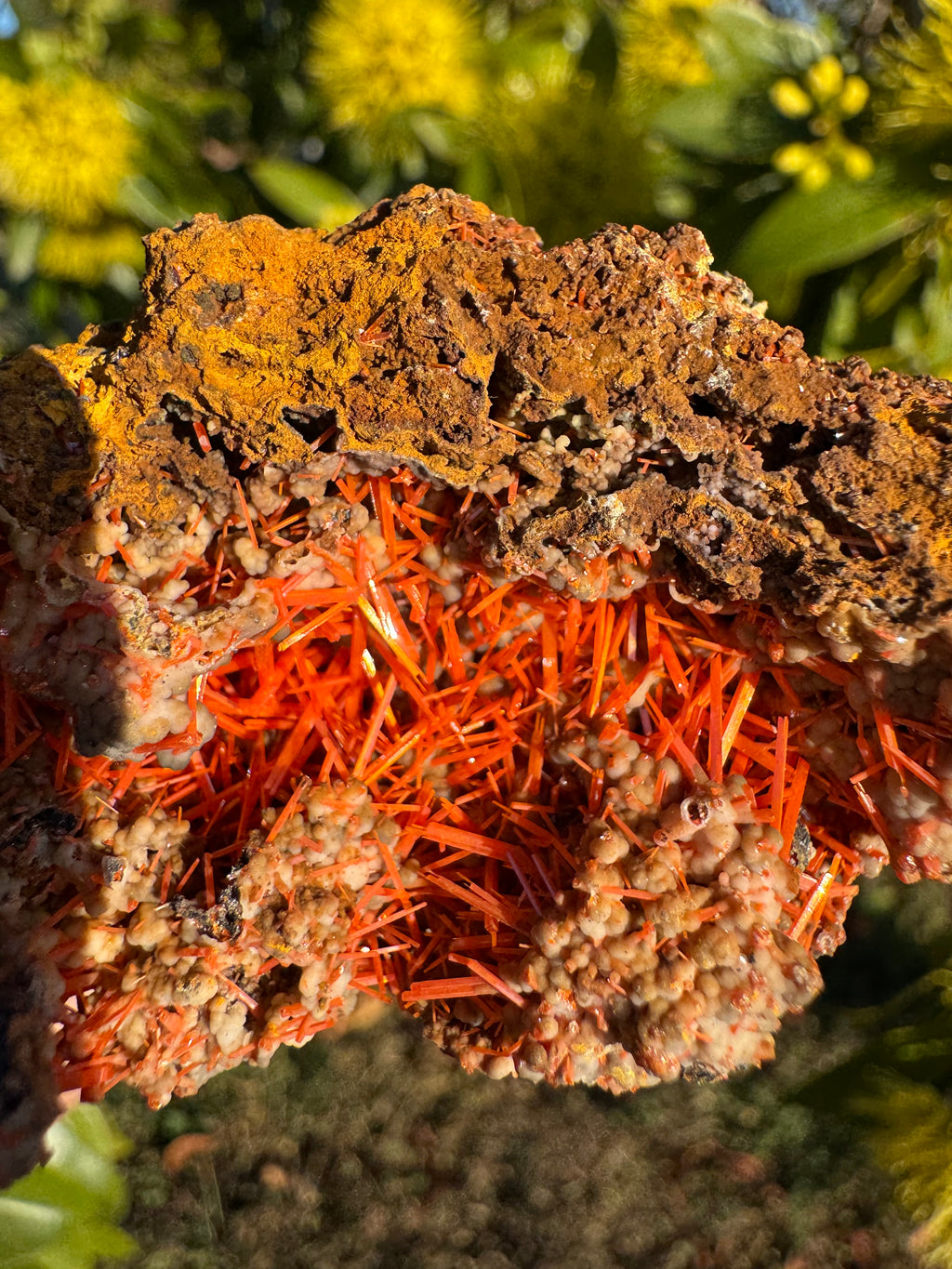 Espécimen de crocoíta | Tasmania