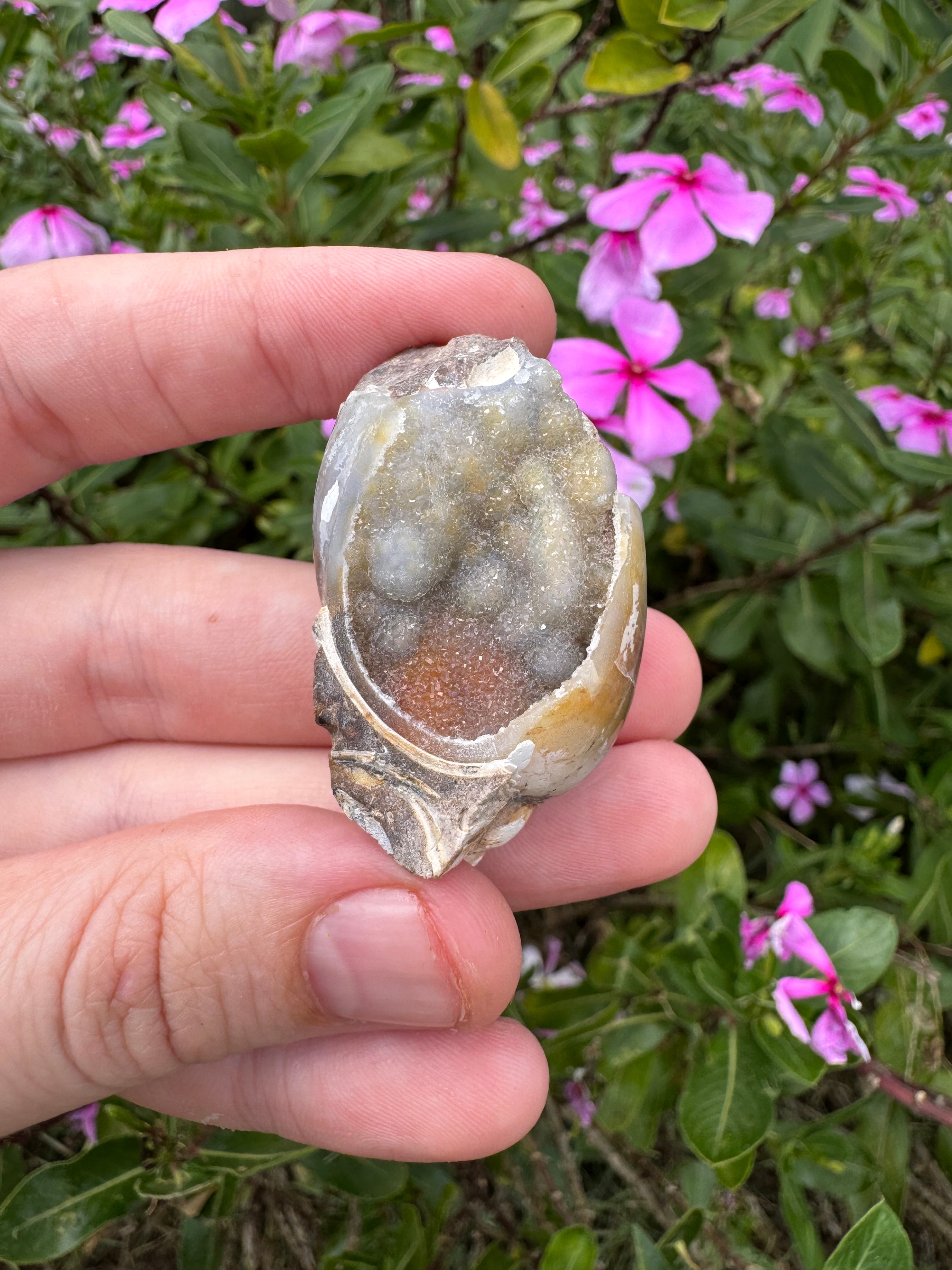 Spiralite ‘Gastropod’ Fossil