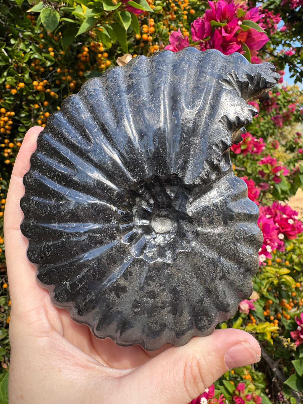 Black Ammonite Fossil with Pyrite Inclusions