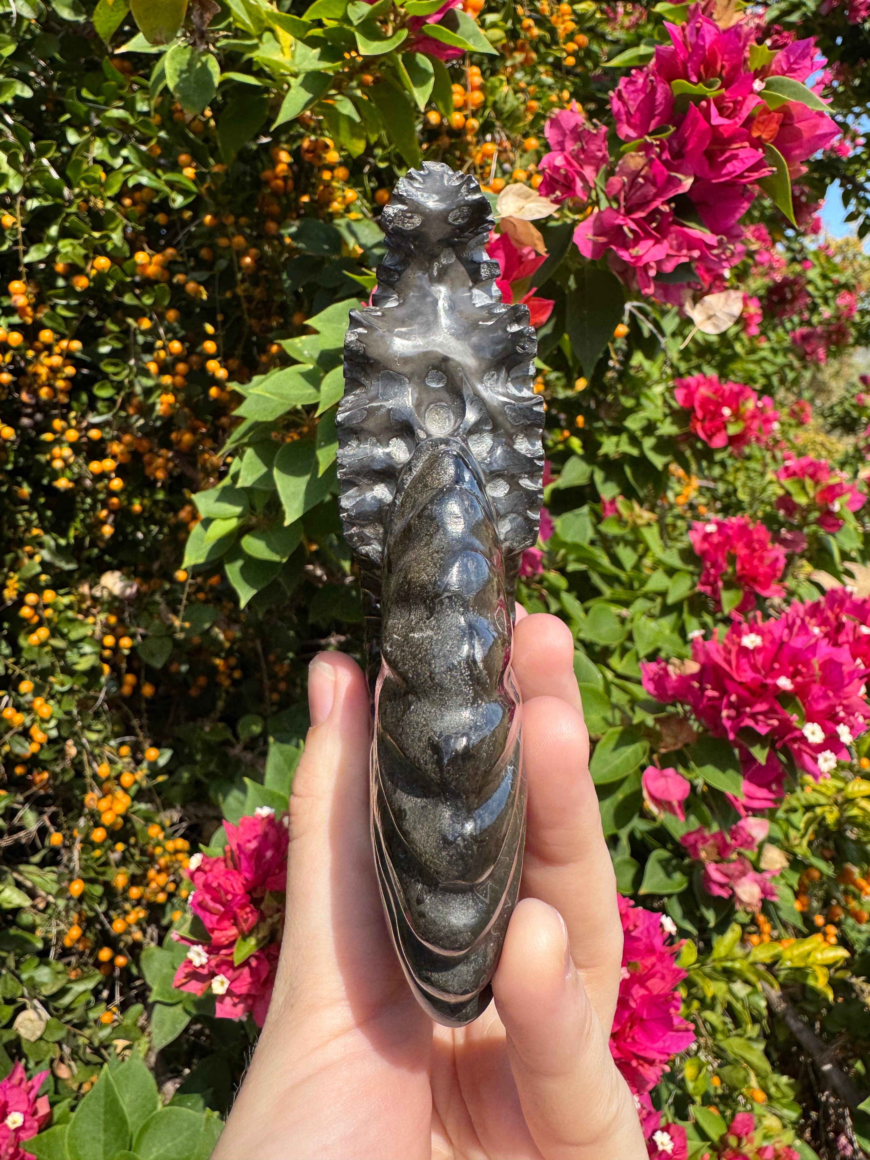 Black Ammonite Fossil with Pyrite Inclusions