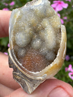 Spiralite ‘Gastropod’ Fossil
