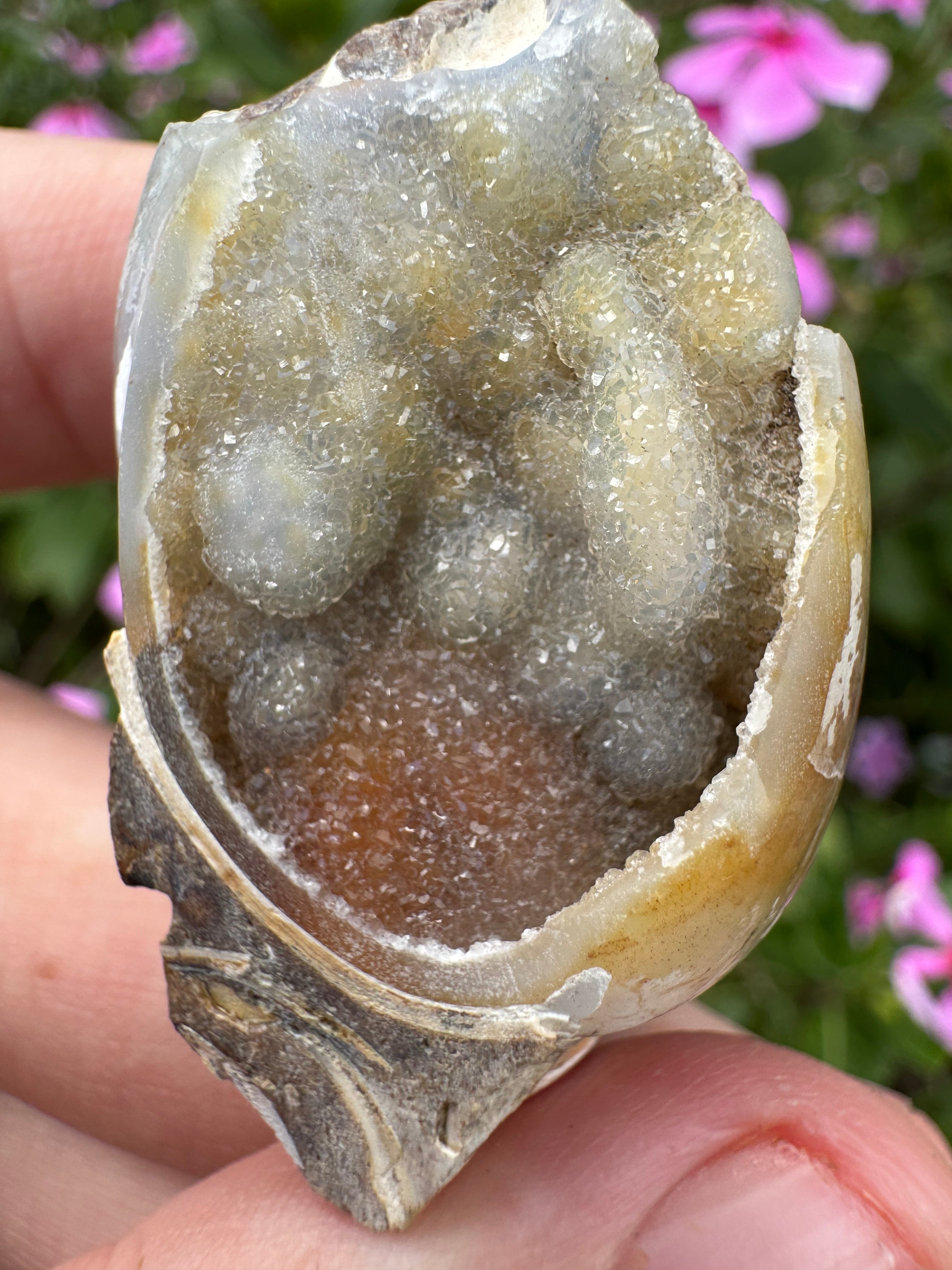 Spiralite ‘Gastropod’ Fossil