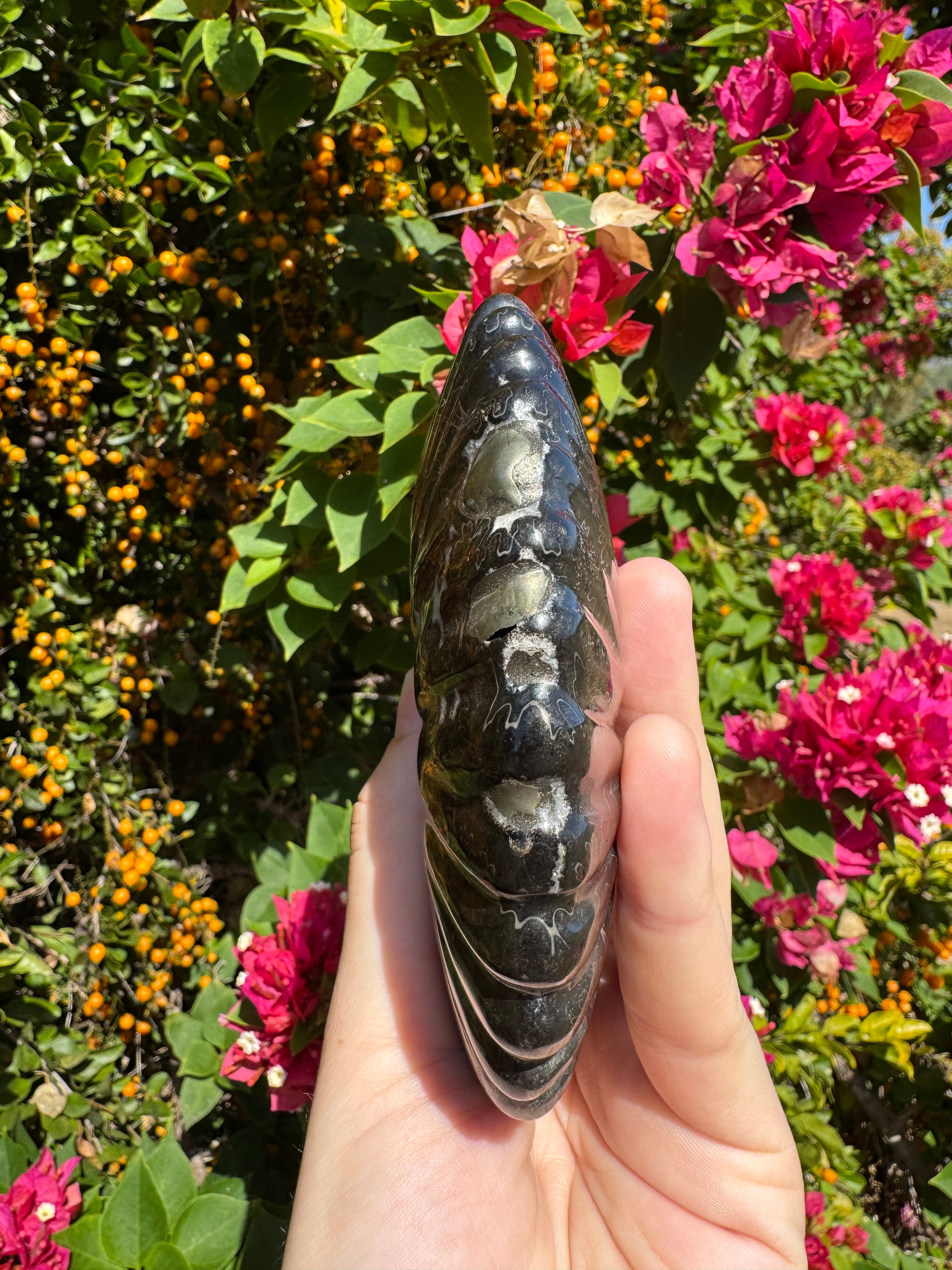 Black Ammonite Fossil with Pyrite Inclusions