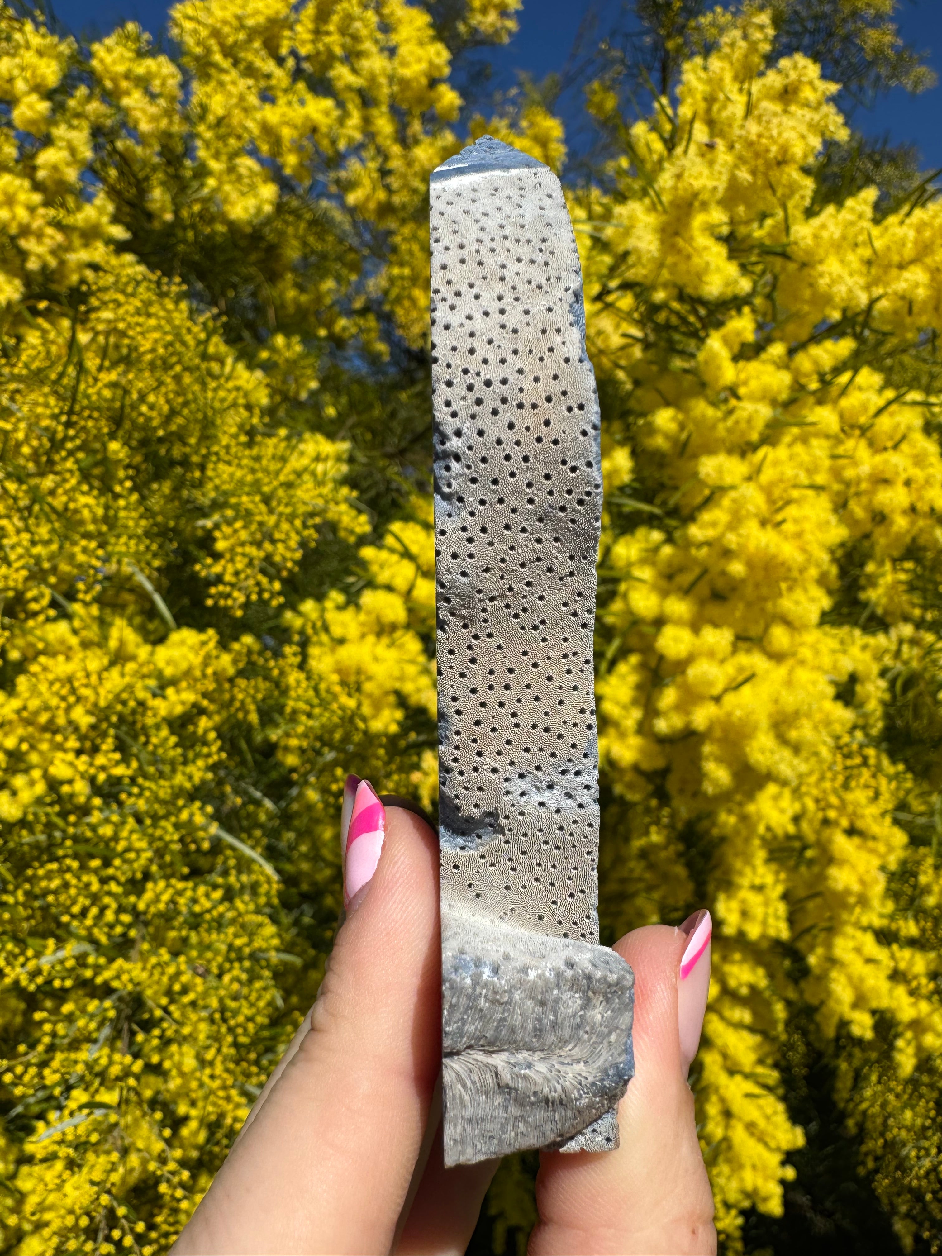 Blue Lace Agate Coral Fossil Slice