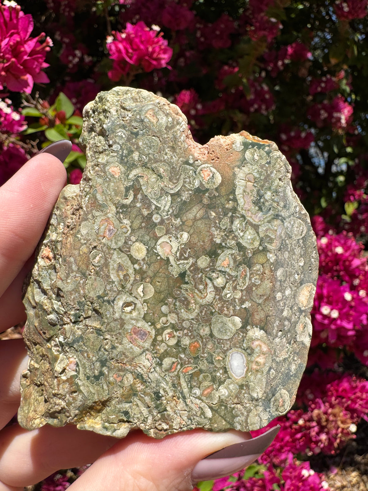 Rainforest Jasper Slice | Mount Hay