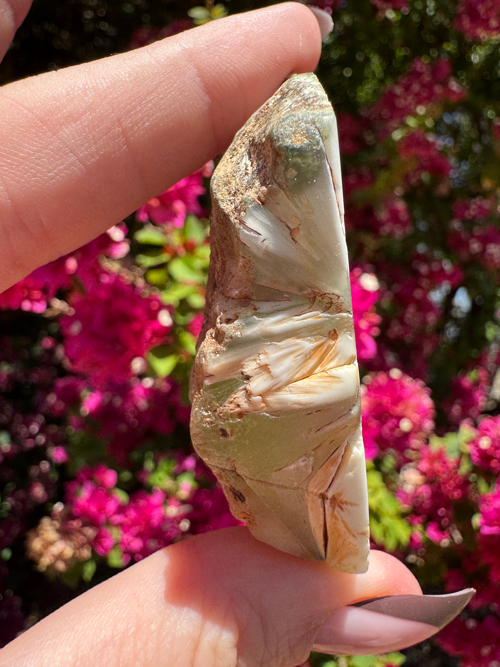 Polished Prehnite Slice | Wave Hill