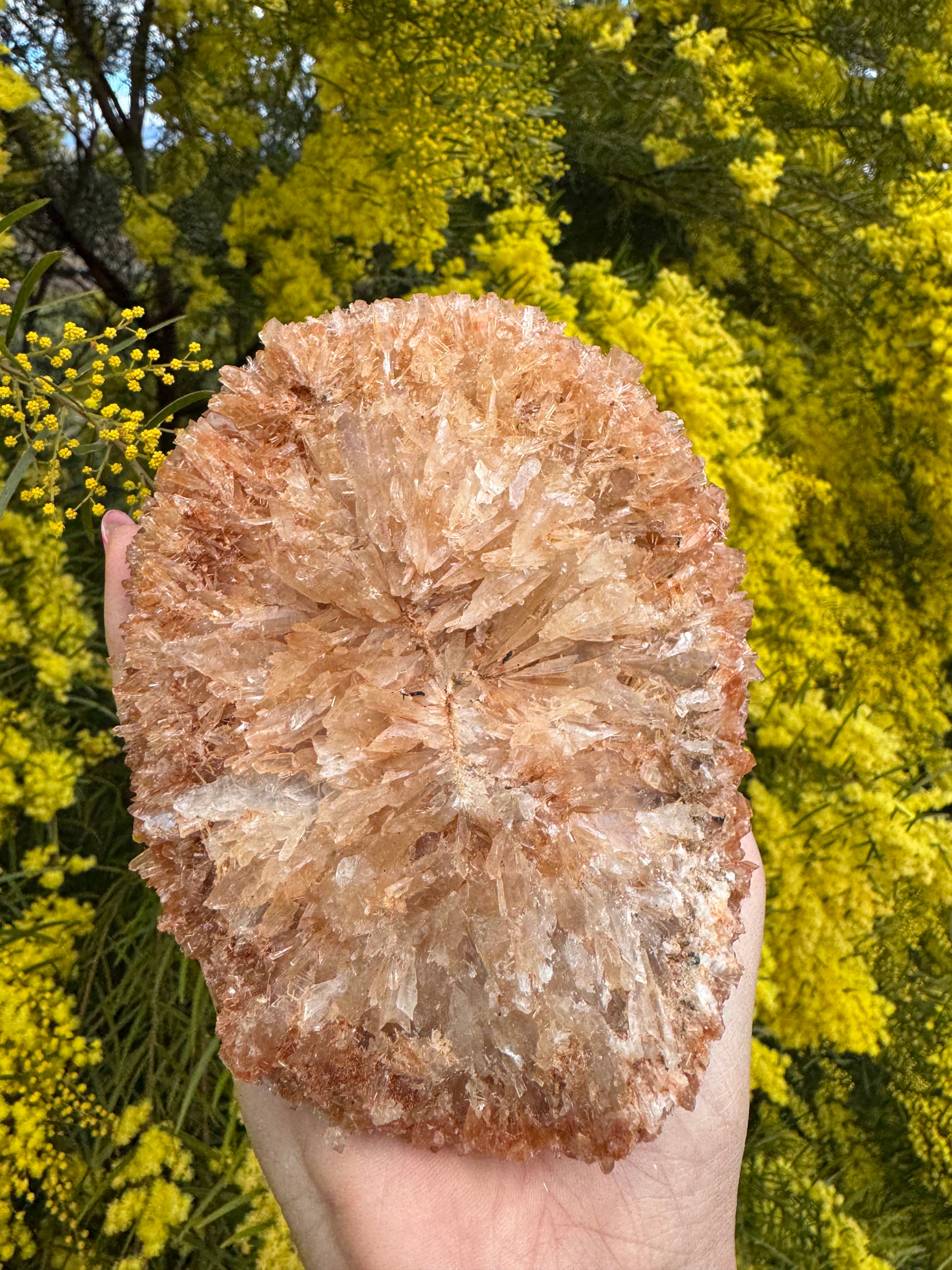 Red Selenite ‘Gypsum’ Specimen - Port Hedland