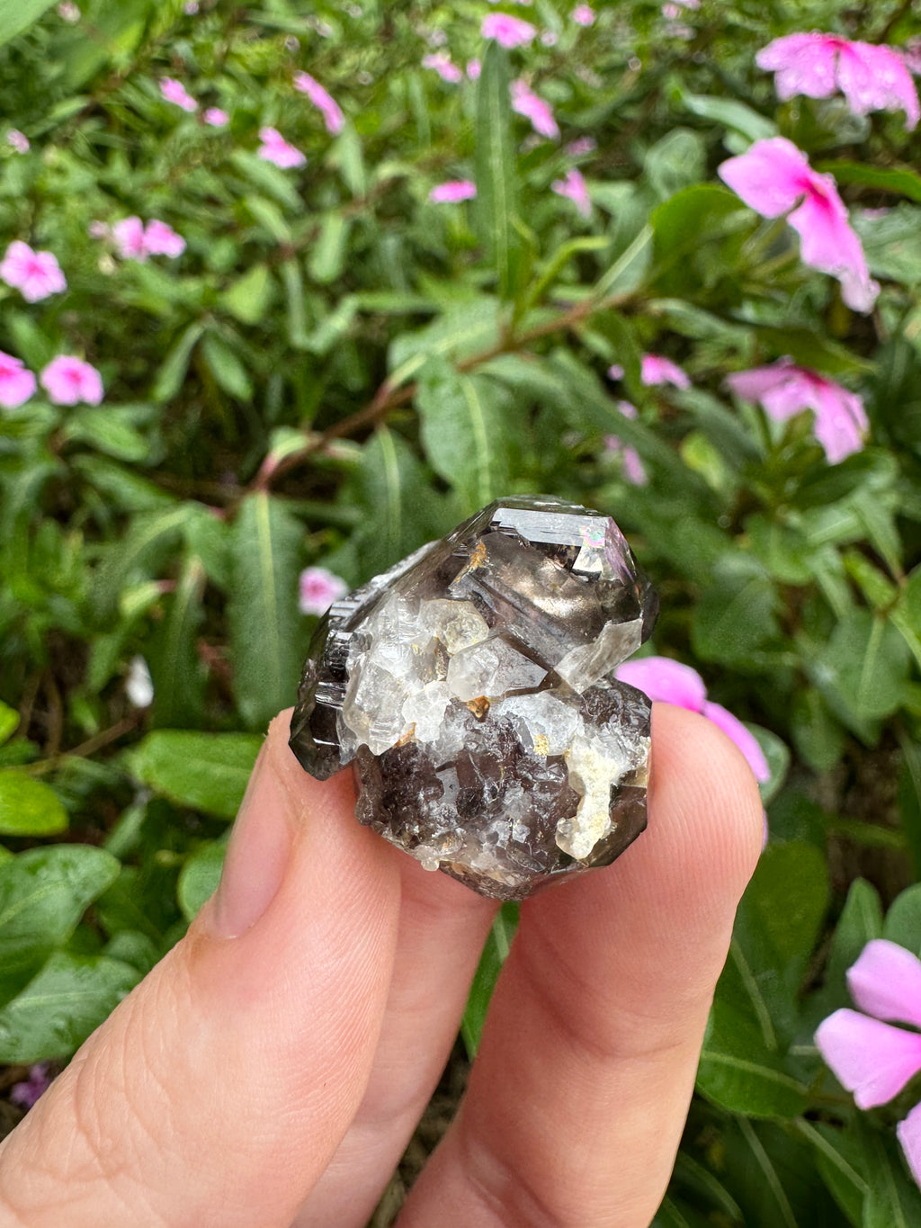 Mooralla Smoky Quartz Cluster