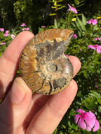 Opalised Ammonite Fossil - Rainbow Flash + Dendritic
