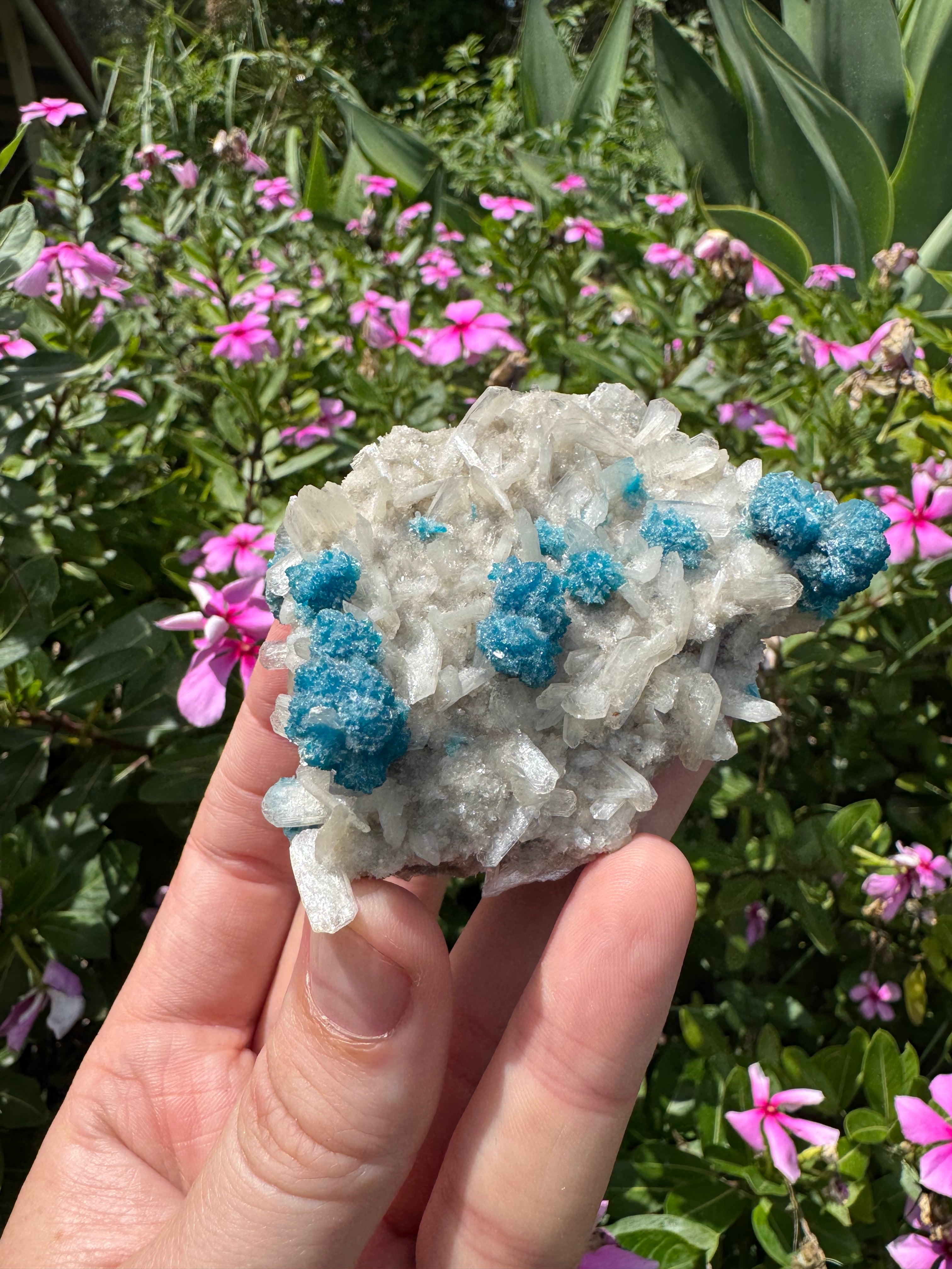 Cavansite On Zeolite Mineral Specimen
