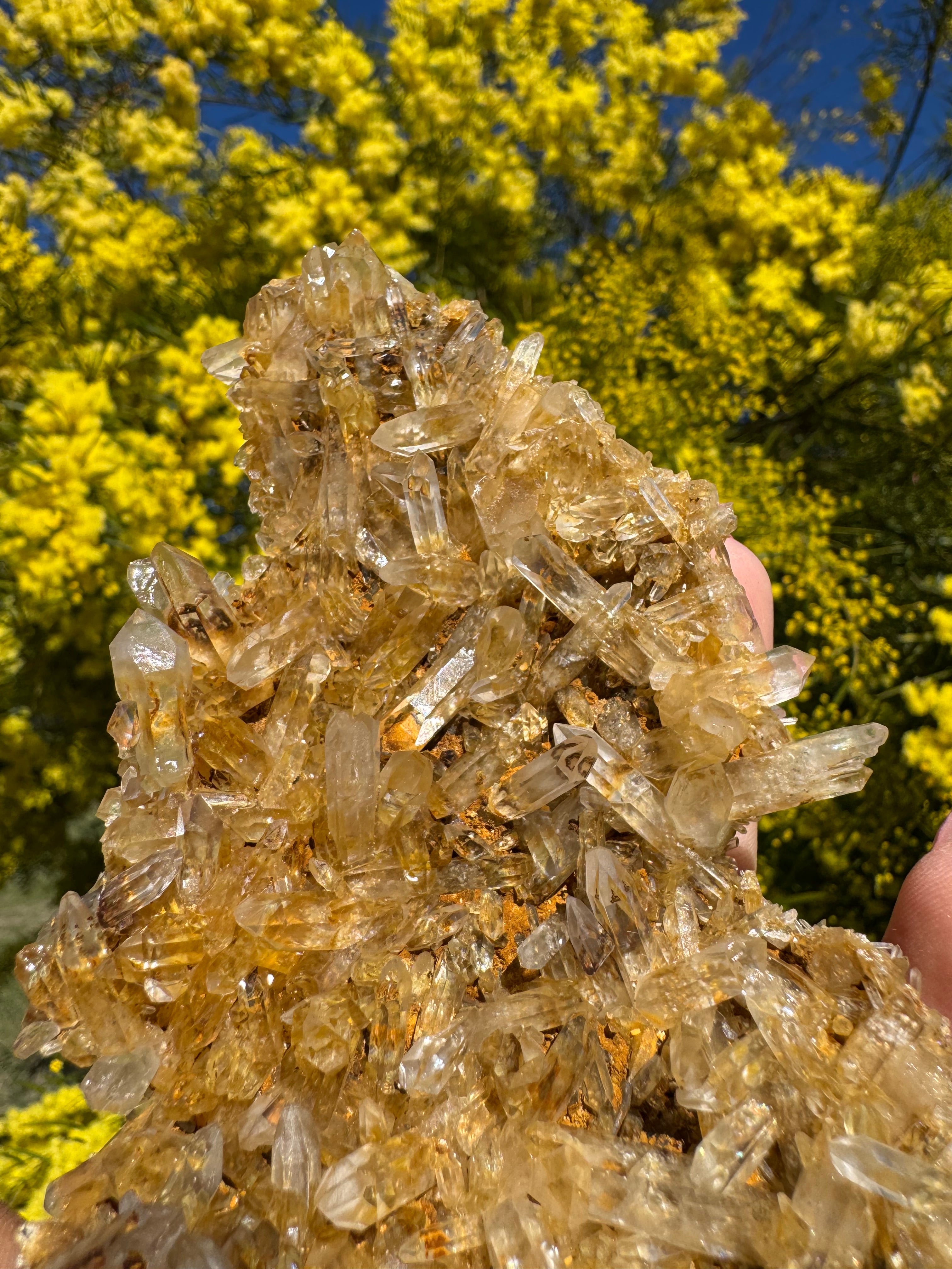 Golden Healer Quartz Floater Cluster with Multiple DT Crystals - High Quality