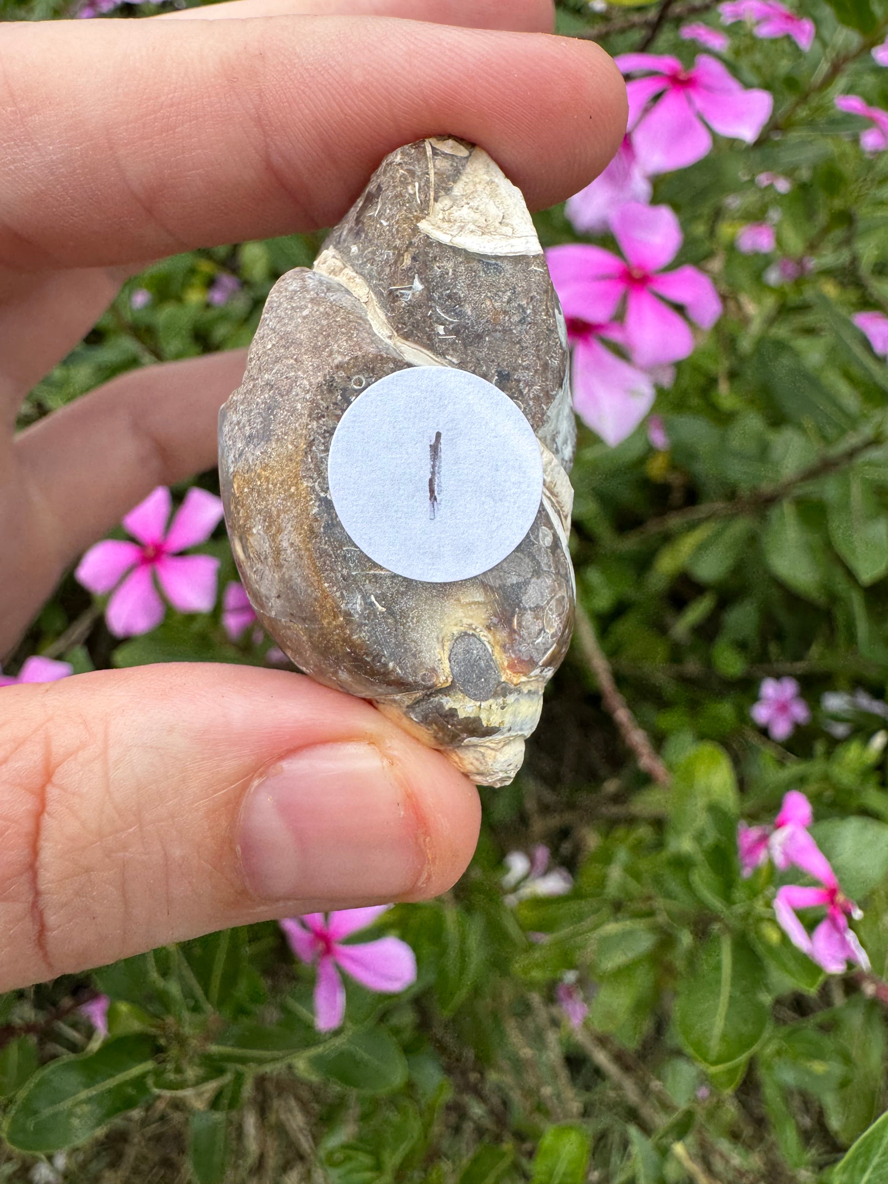 Spiralite ‘Gastropod’ Fossil