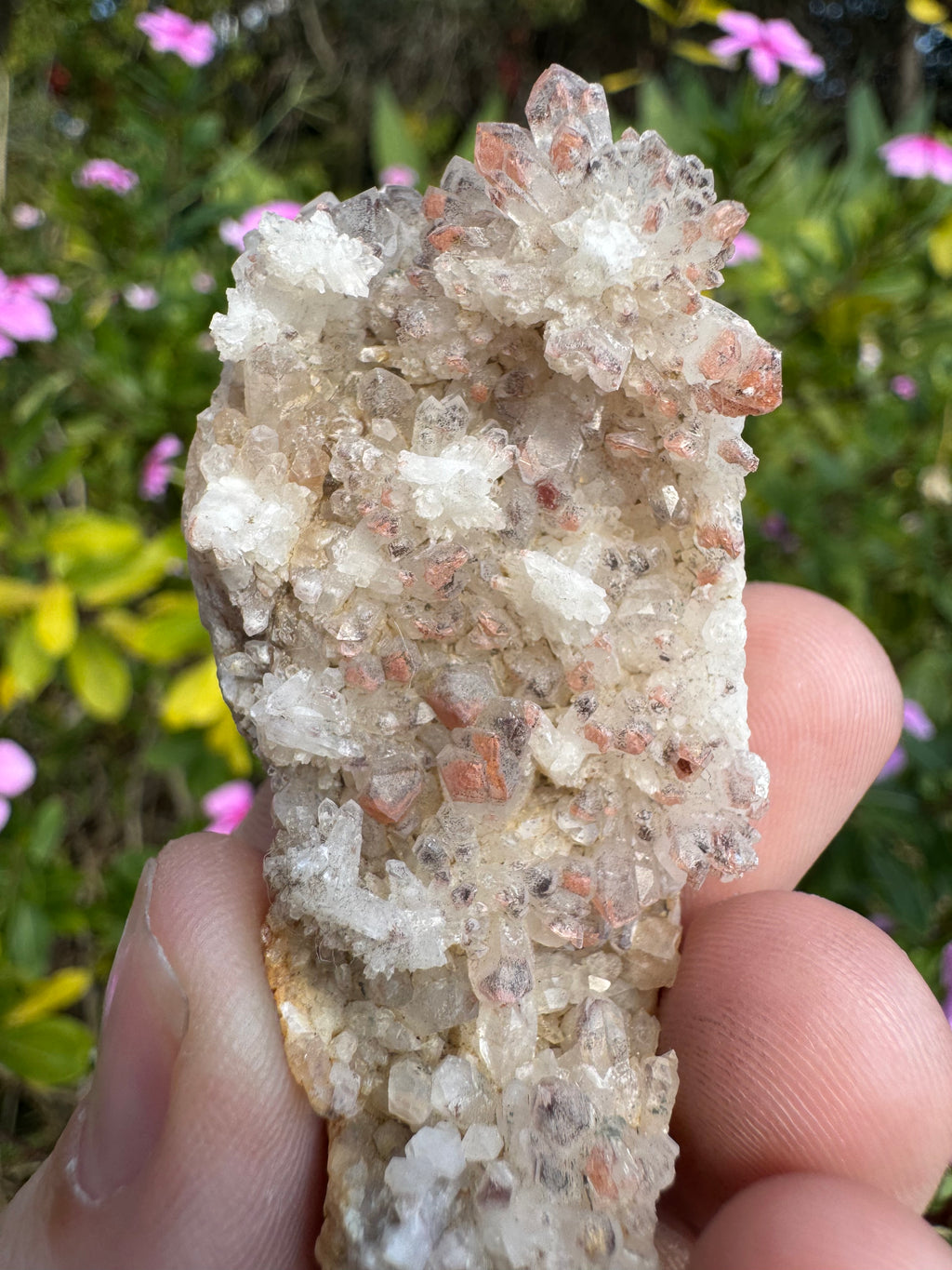 Hematite Quartz Specimen - Mt Isa