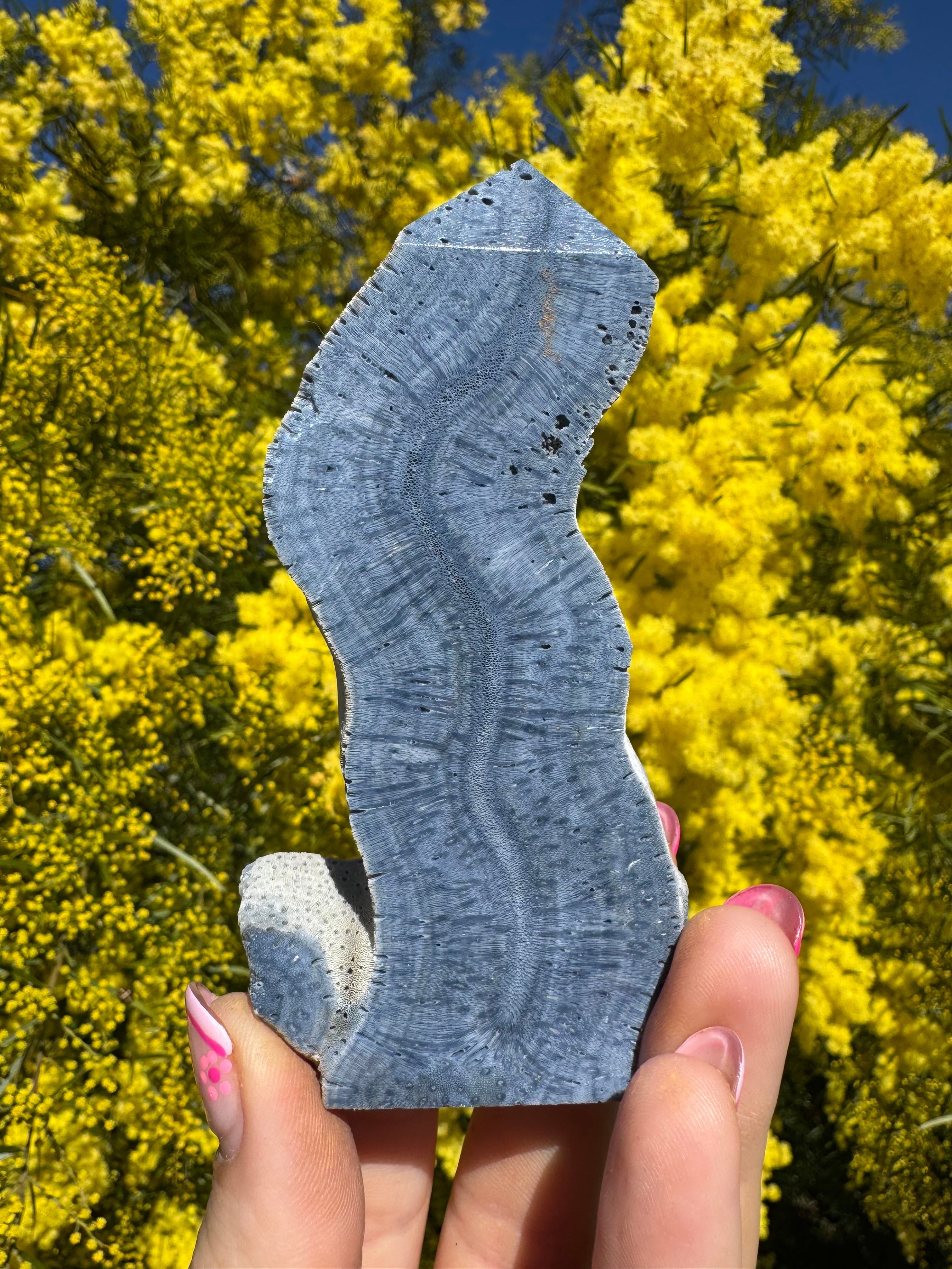 Blue Lace Agate Coral Fossil Slice