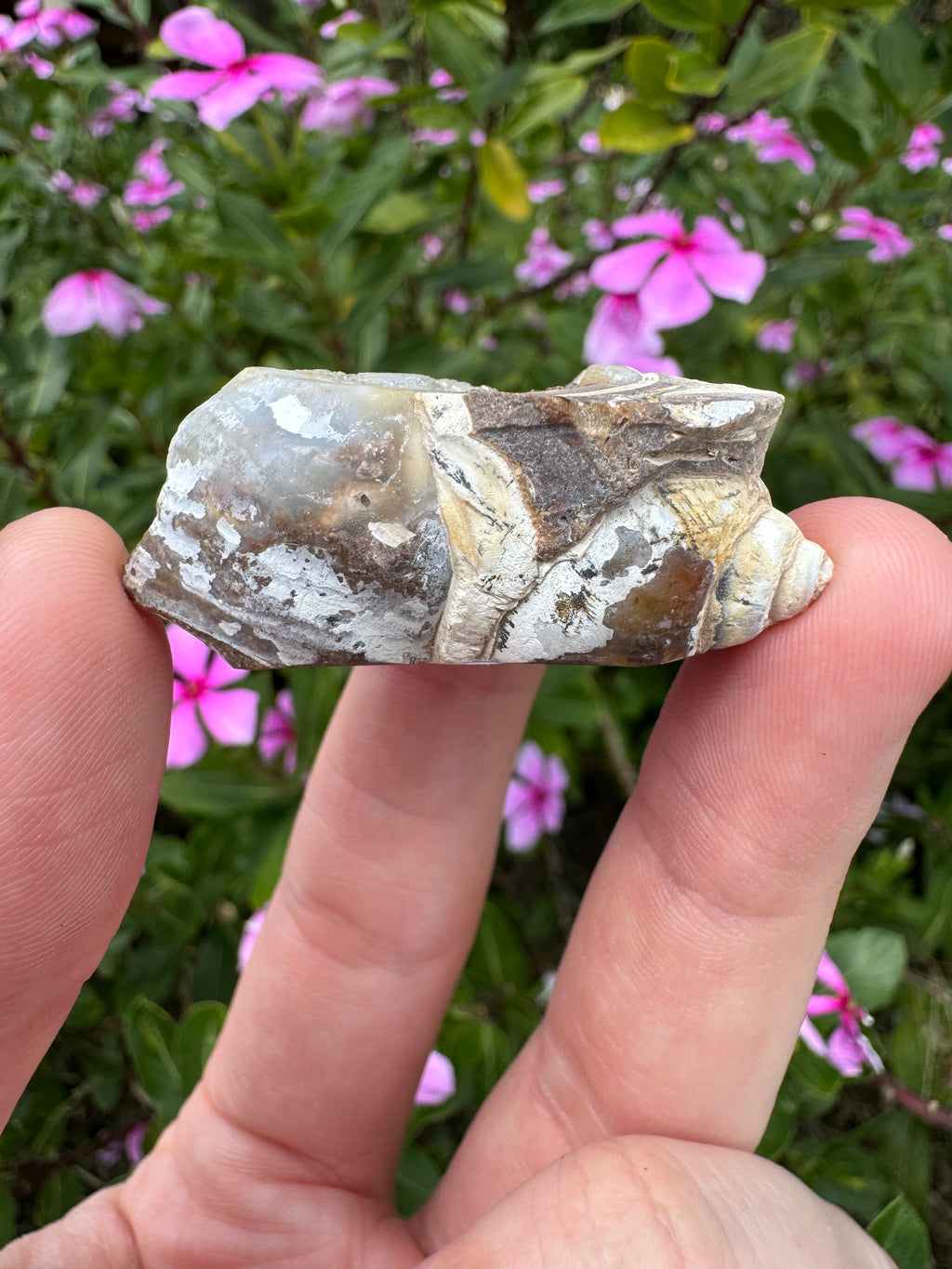 Spiralite ‘Gastropod’ Fossil