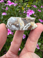 Spiralite ‘Gastropod’ Fossil
