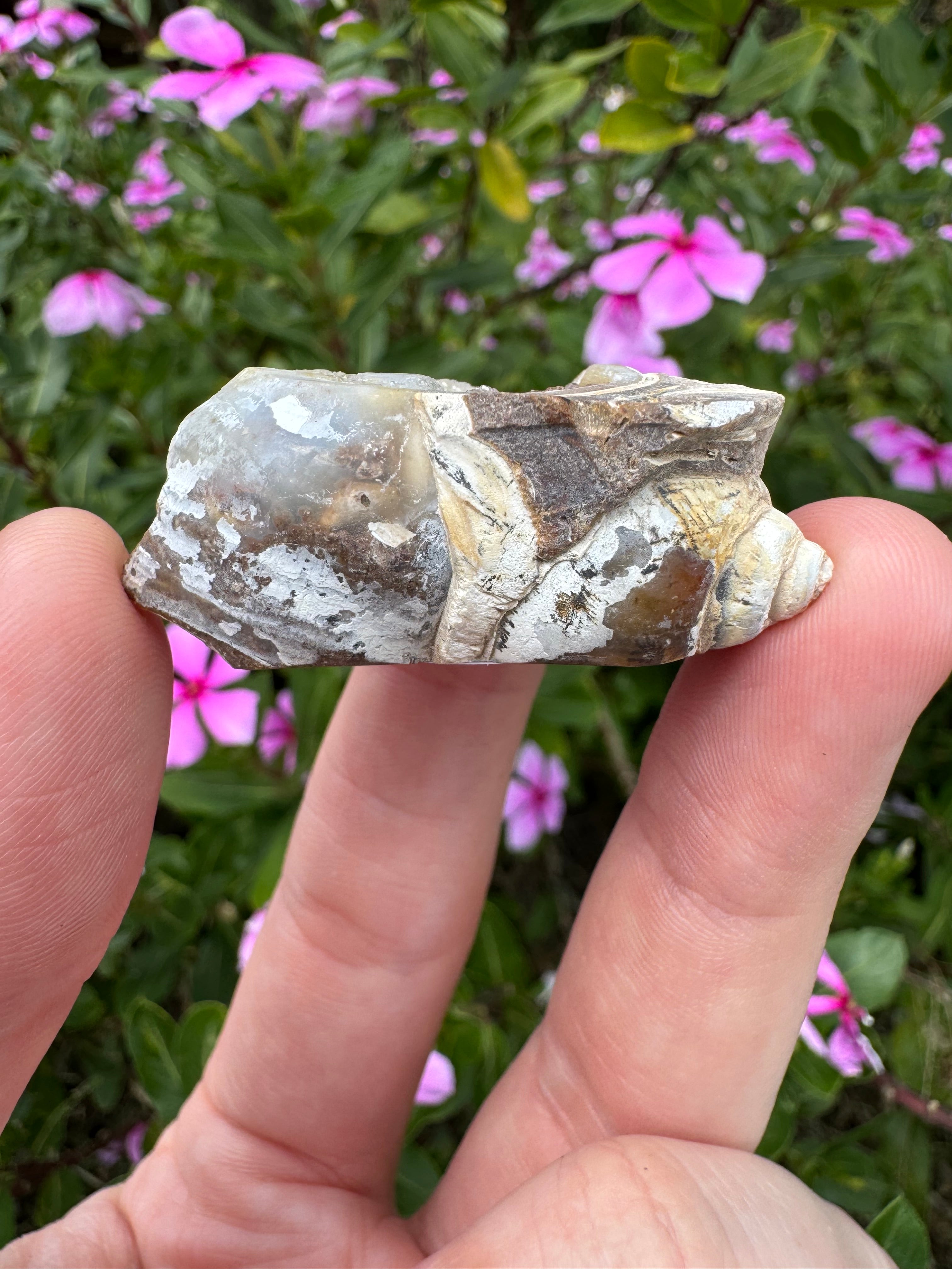 Spiralite ‘Gastropod’ Fossil