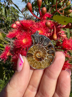 Opalised Ammonite Fossil Pendant