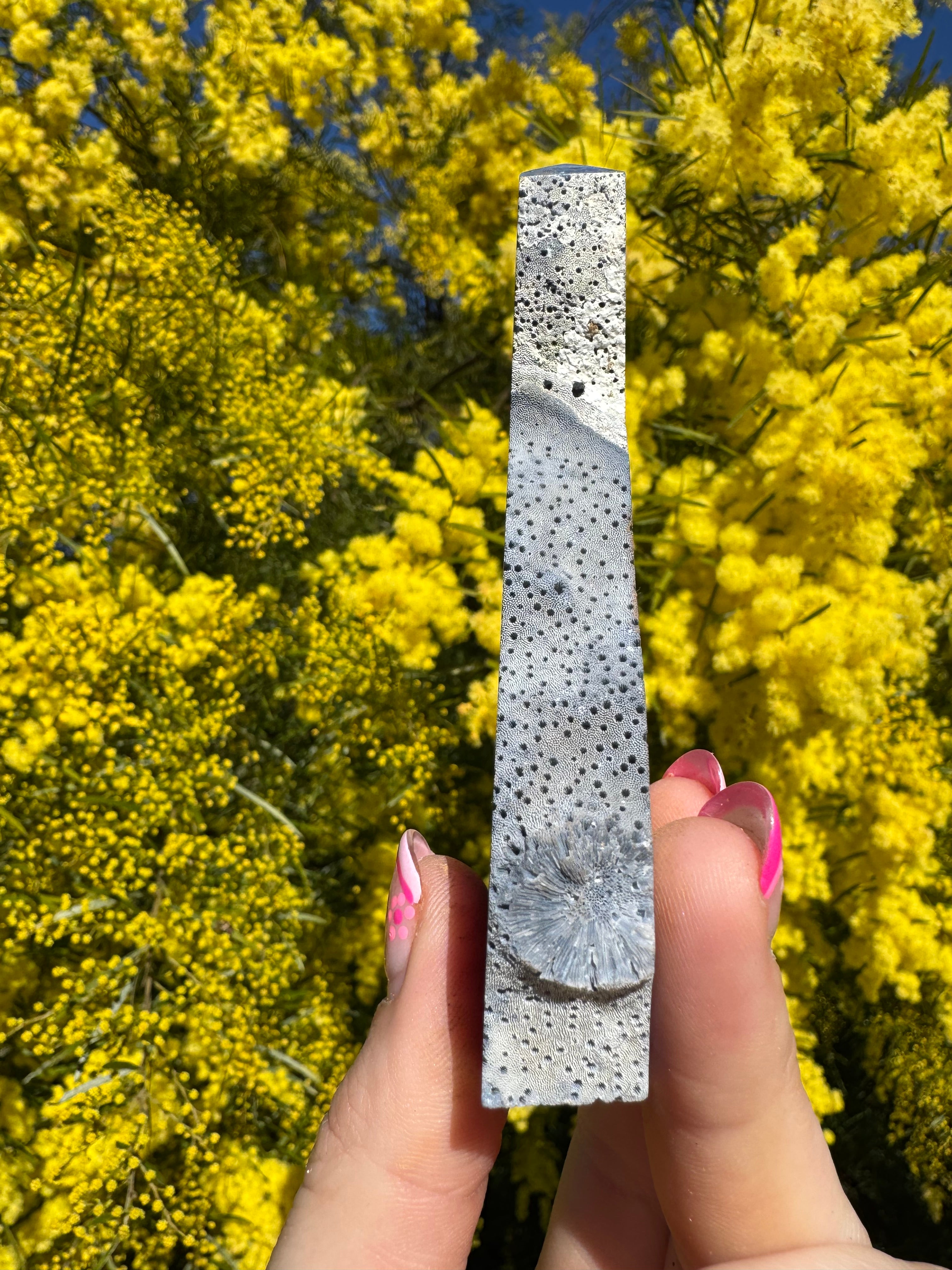Blue Lace Agate Coral Fossil Slice