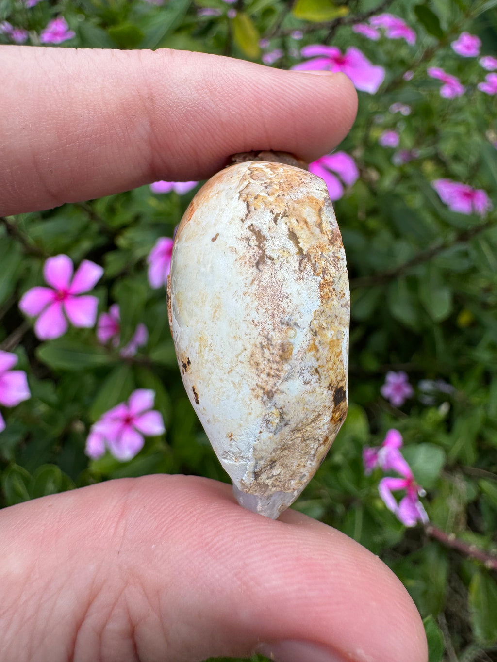 Spiralite ‘Gastropod’ Fossil