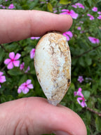 Spiralite ‘Gastropod’ Fossil