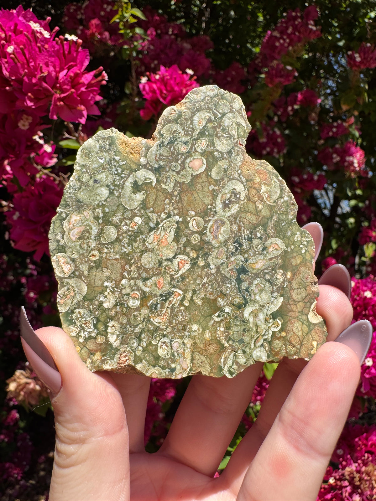 Rainforest Jasper Slice | Mount Hay