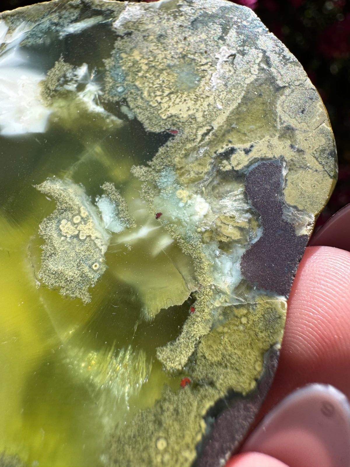 Polished Prehnite Slice | Wave Hill