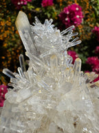 Lemurian ‘Mango’ Quartz Cluster