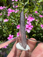 Hematite + Lithium Lasar Quartz Point