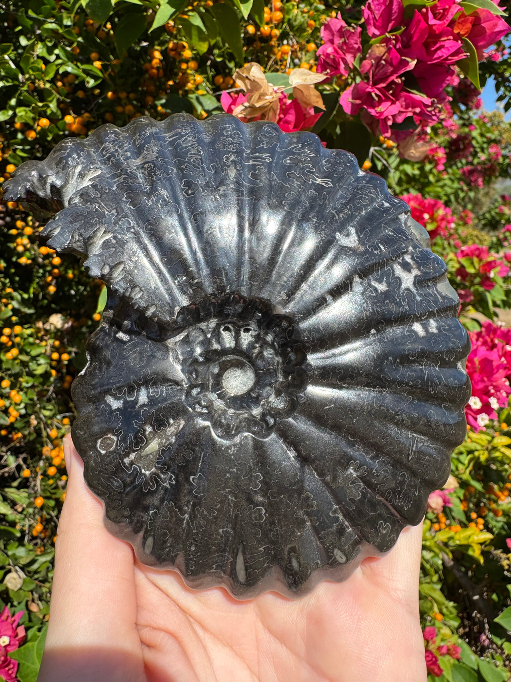 Black Ammonite Fossil with Pyrite Inclusions