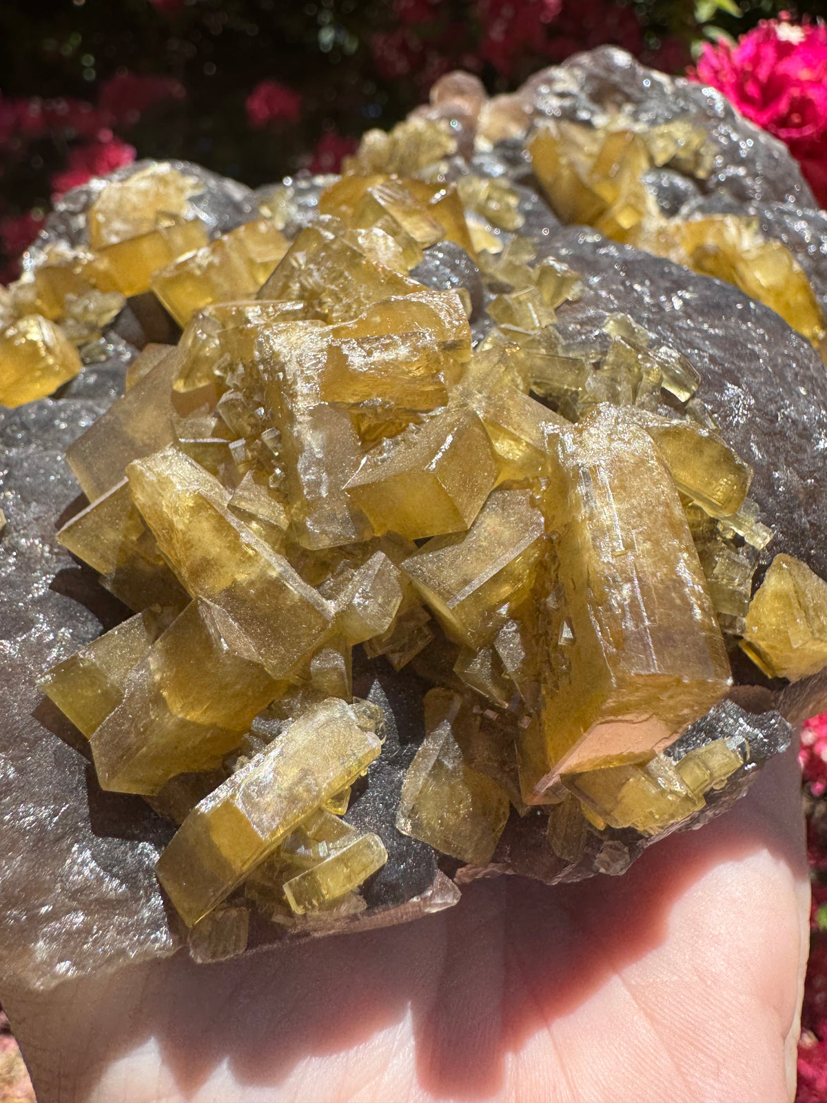 Golden Barite With Botryoidal Chocolate Calcite Specimen | 1.6kg