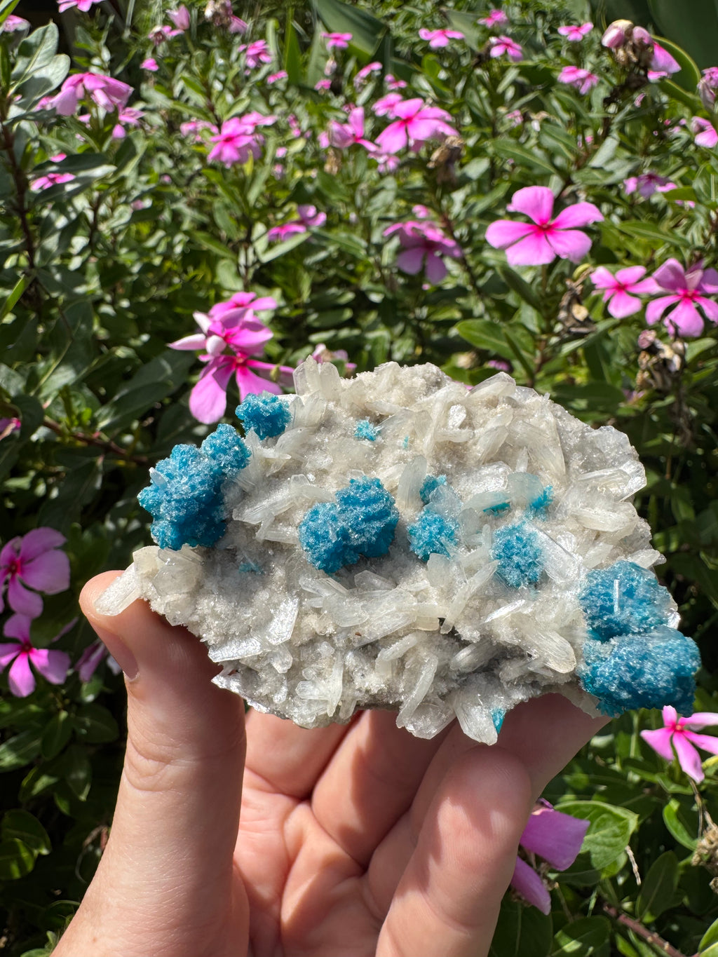Cavansite On Zeolite Mineral Specimen