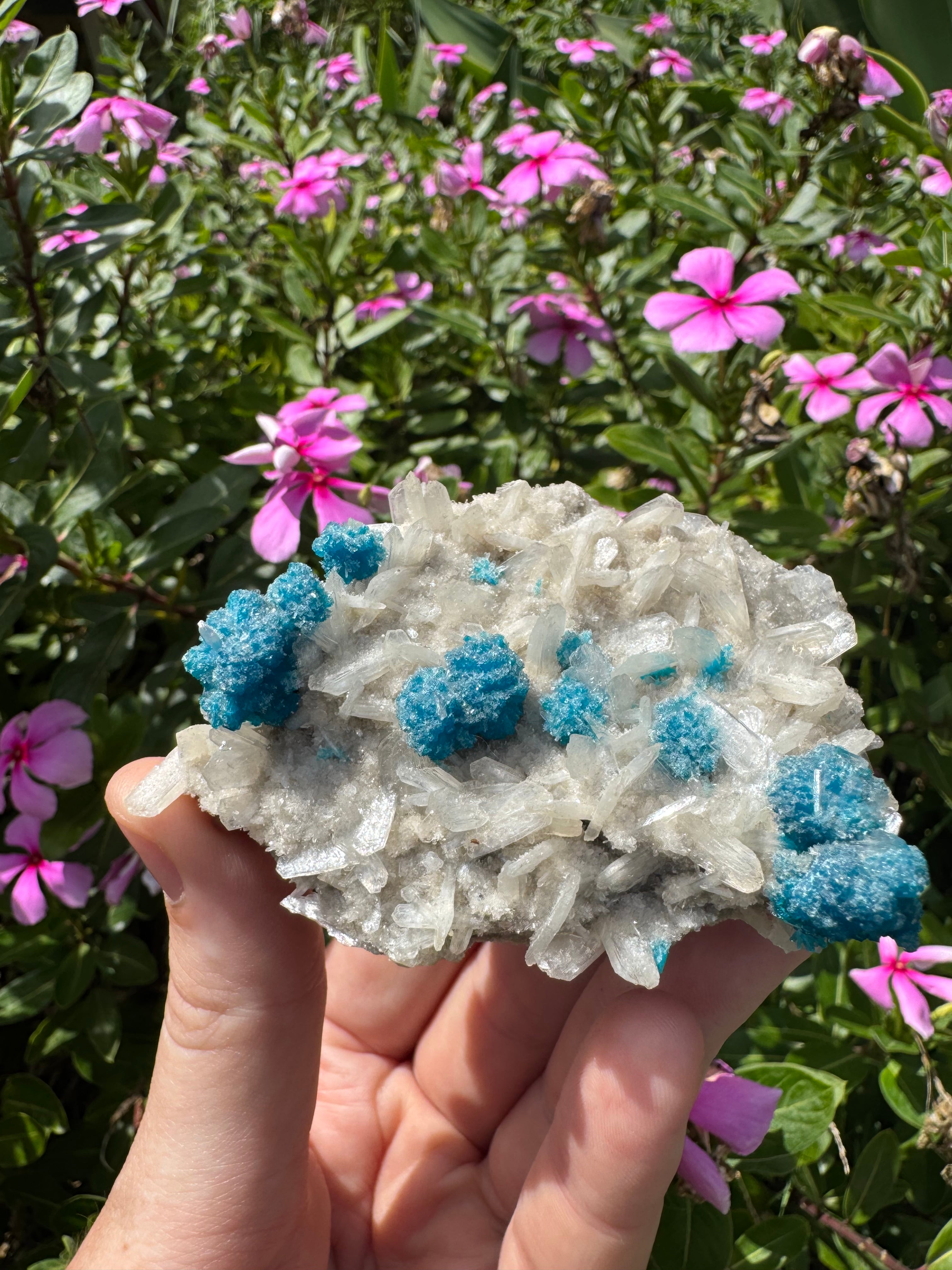 Cavansite On Zeolite Mineral Specimen