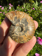 Opalised Ammonite Fossil - Rainbow Flash + Dendritic